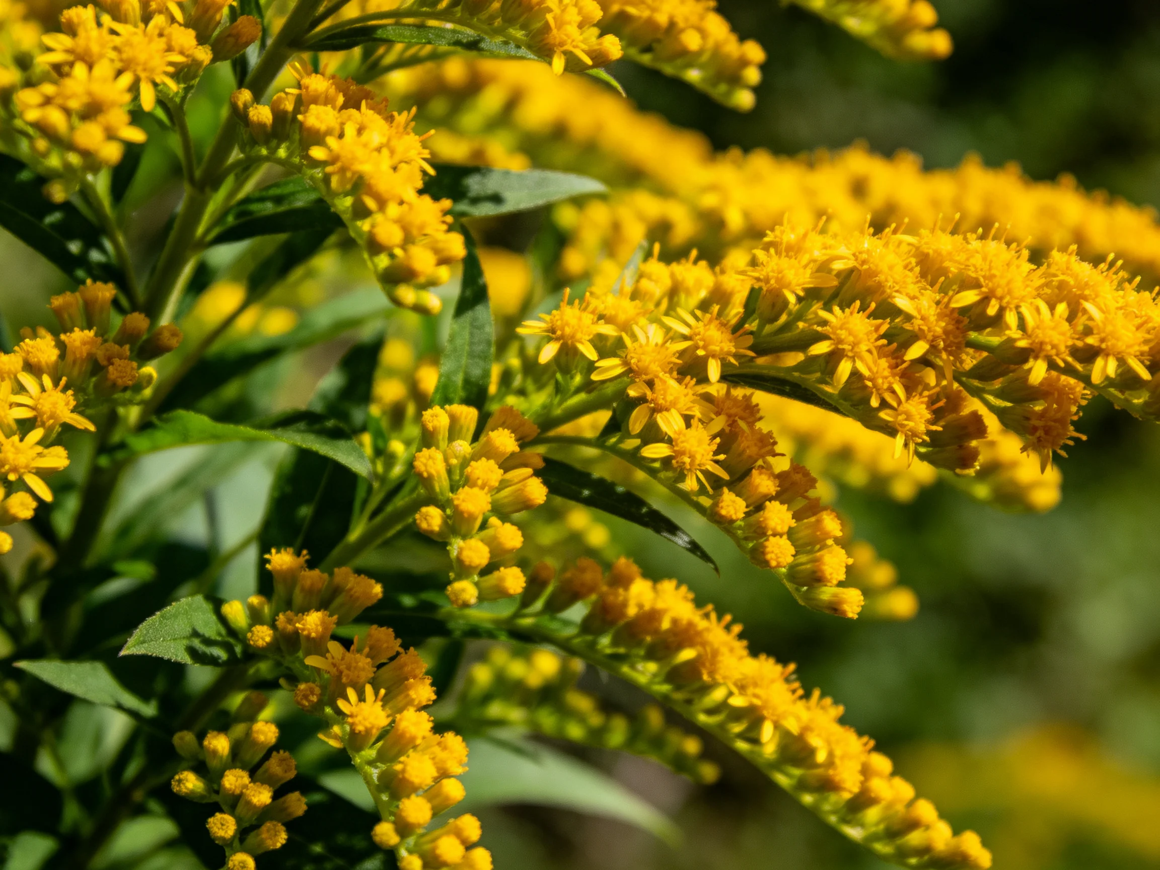Abundant golden-yellow flower clusters amid green foliage