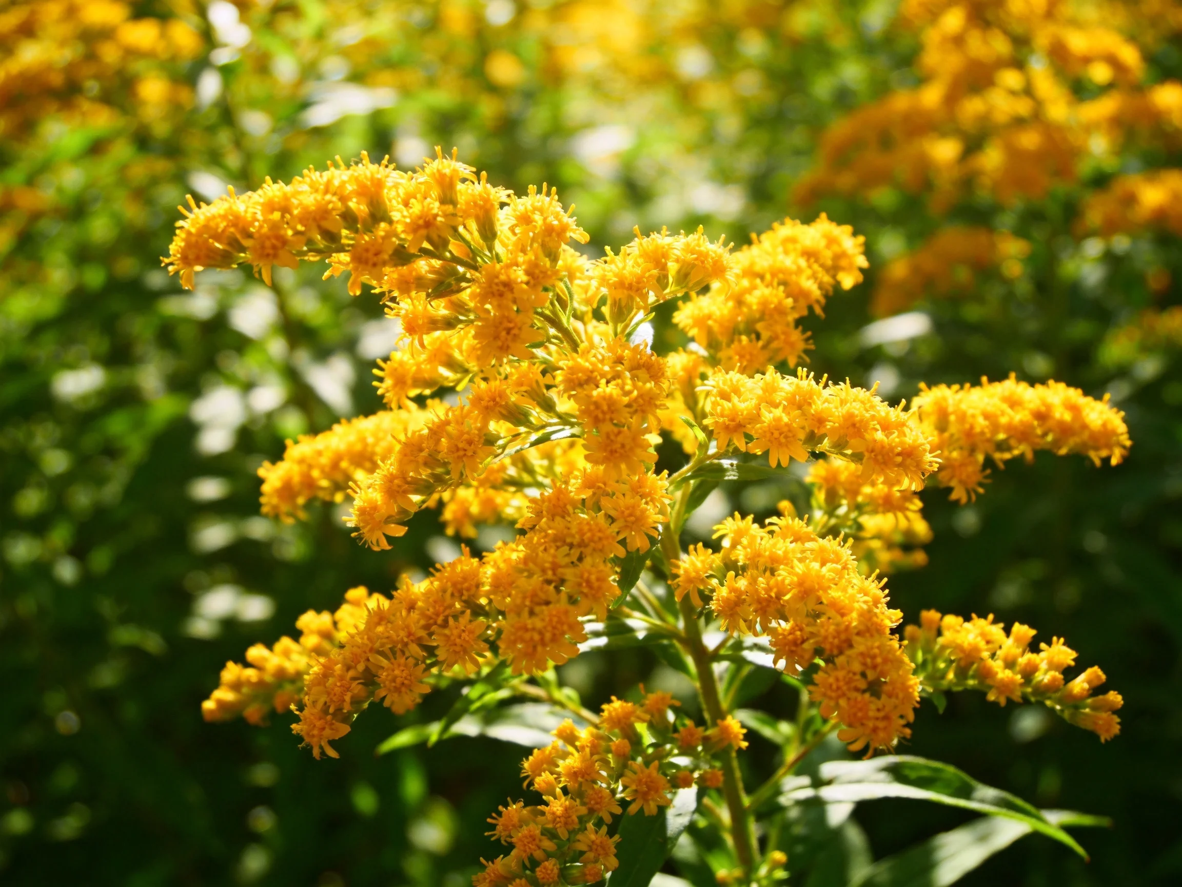 Abundant goldenrod blooms cluster vibrantly among green foliage