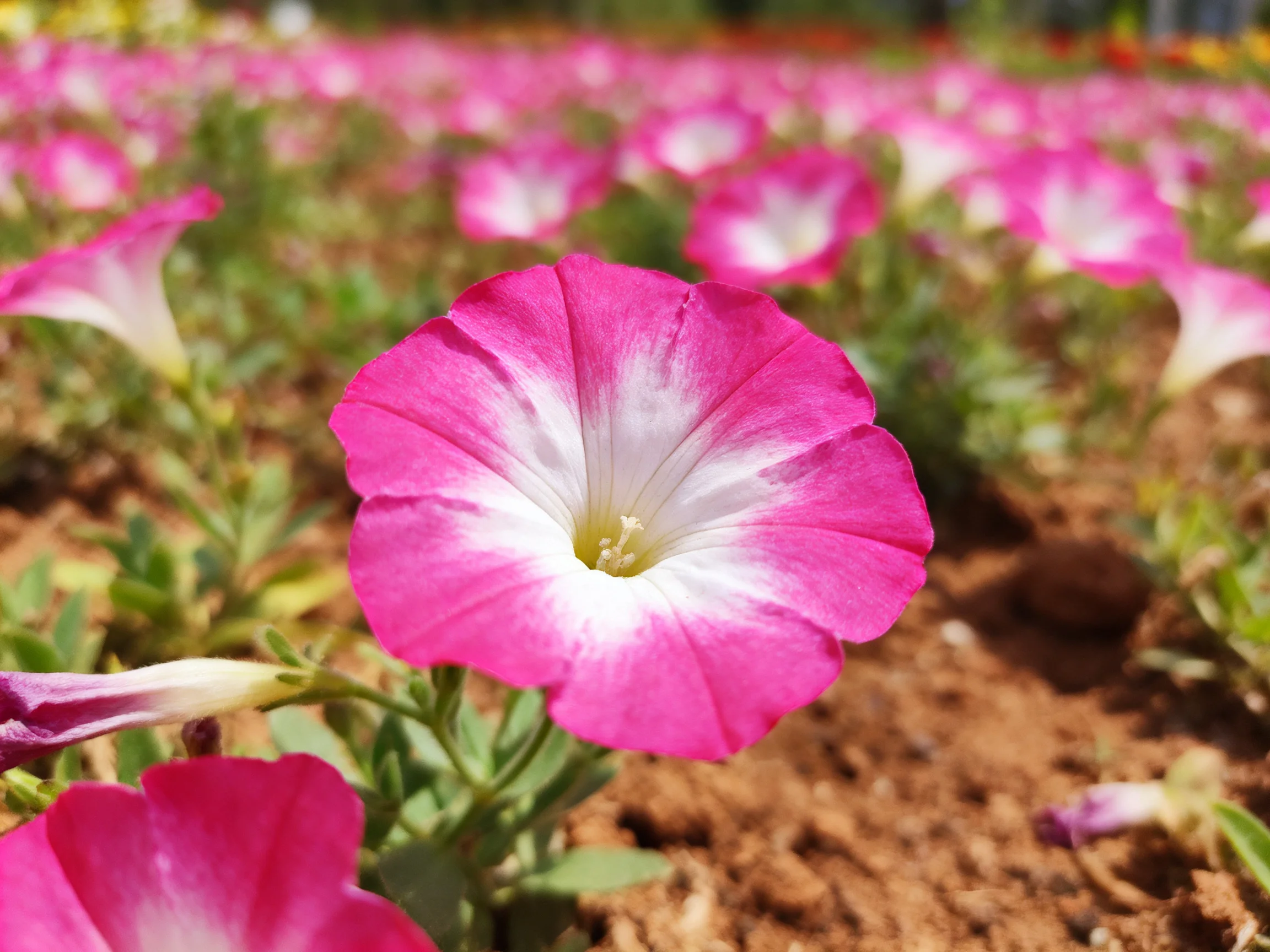 Abundant pink and white petunias bloom in a sunlit garden