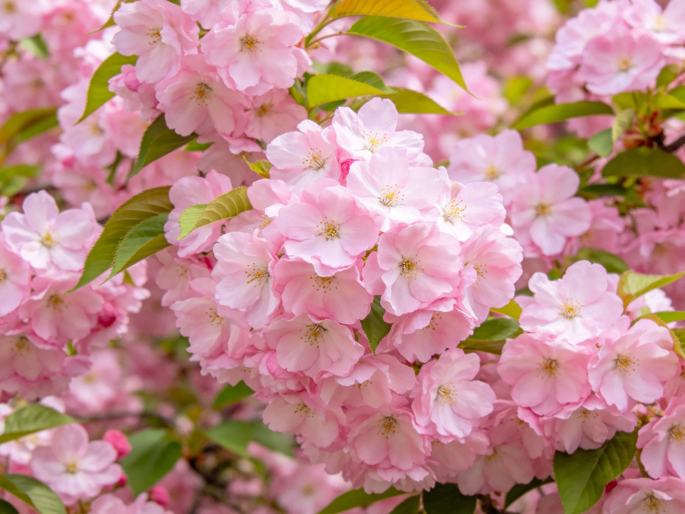 Abundant pink cherry blossom clusters with lush green leaves