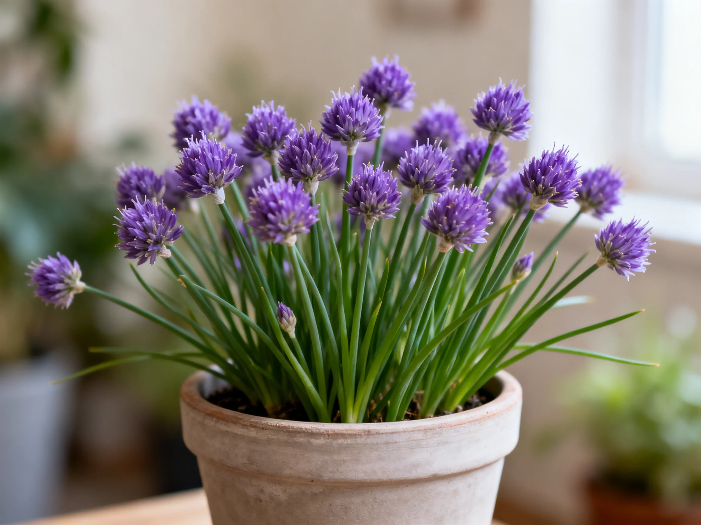 Abundant purple chive flowers in a terracotta pot near a window