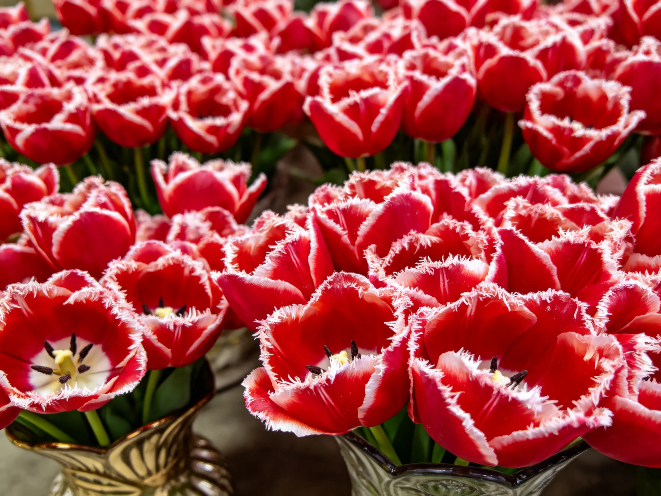 Abundant red fringed tulips arranged in decorative vases