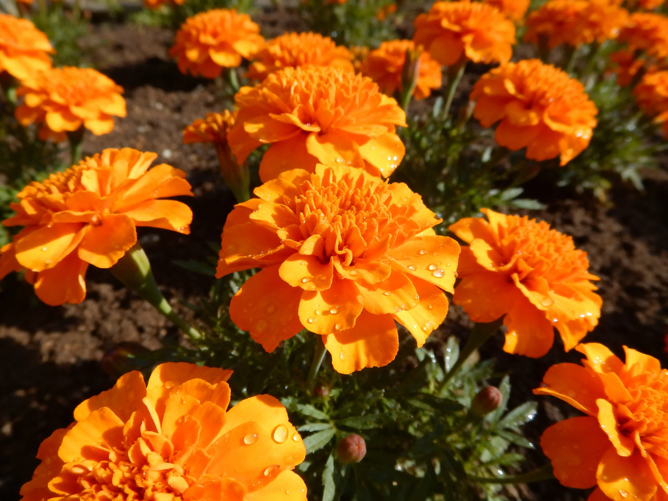 Abundant vibrant orange marigolds flourish in a sunlit garden bed