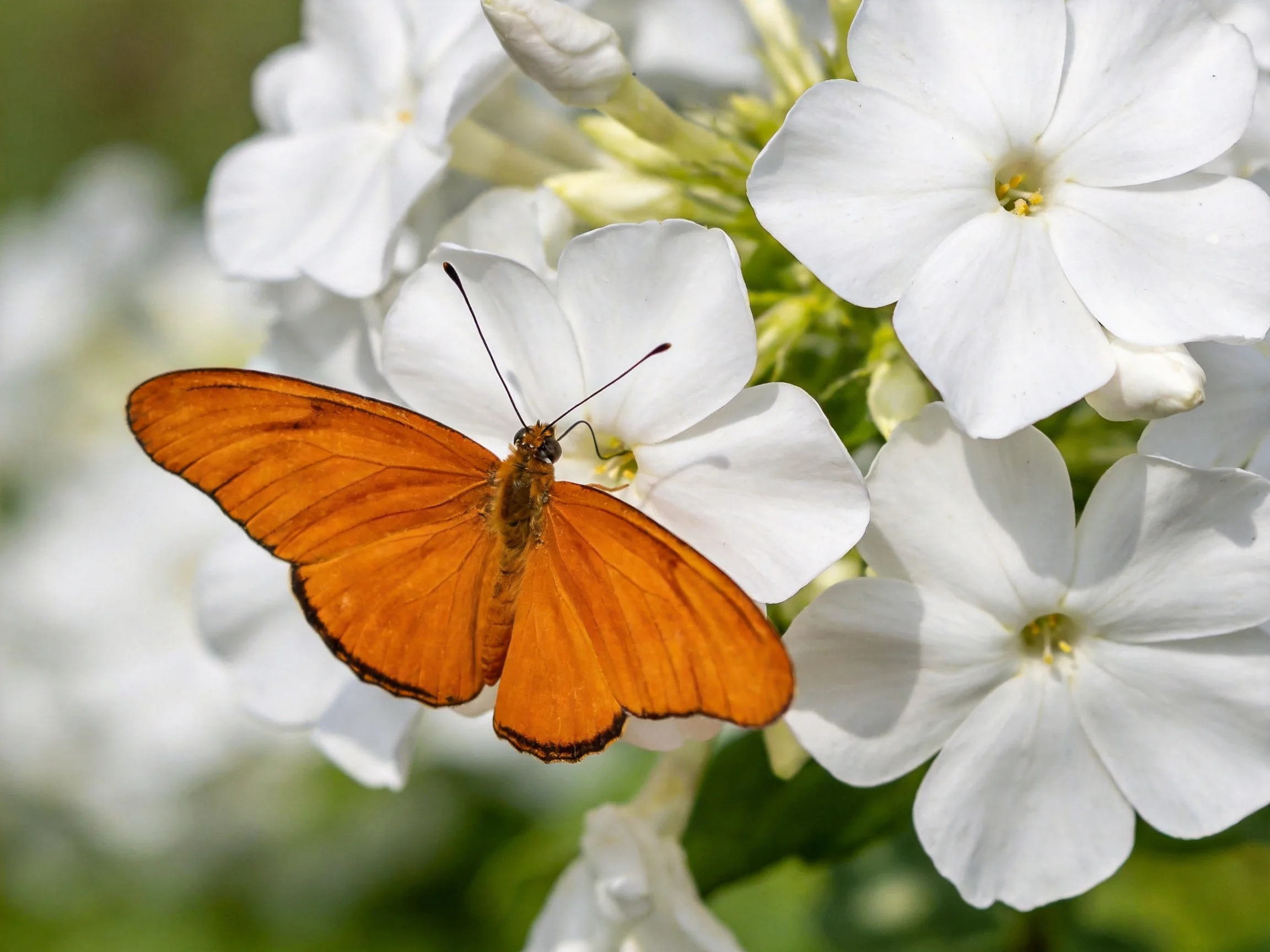 An orange butterfly perched on delicate white blooms