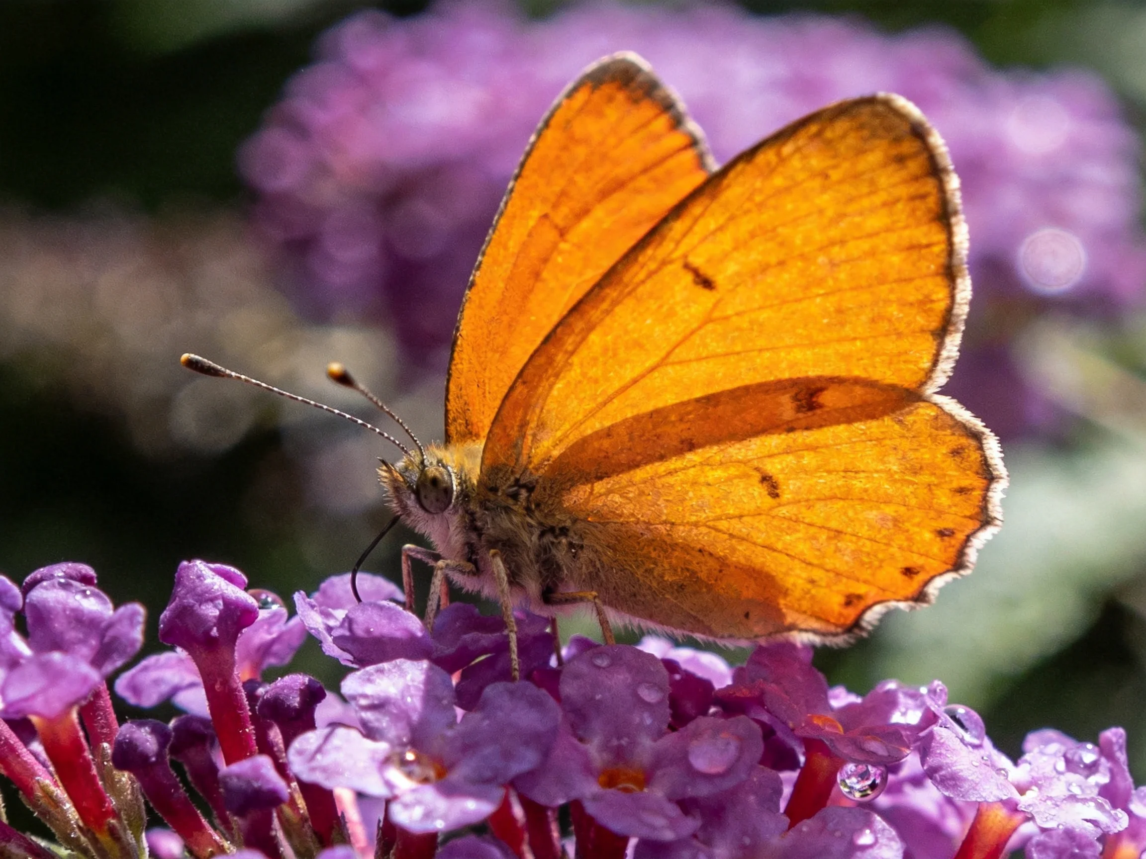 An orange butterfly perched on vibrant purple blooms