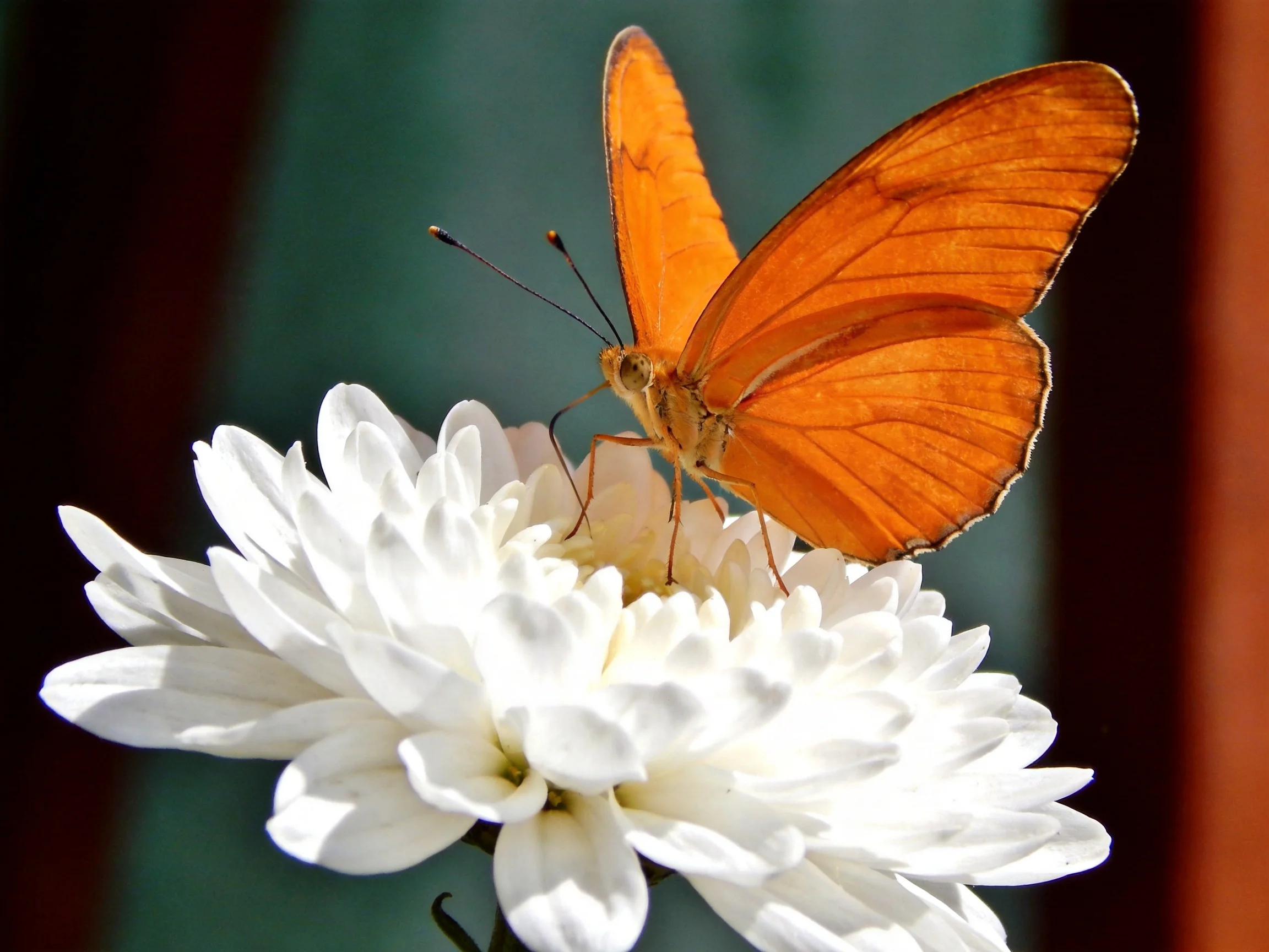 An orange butterfly perches on a large white chrysanthemum