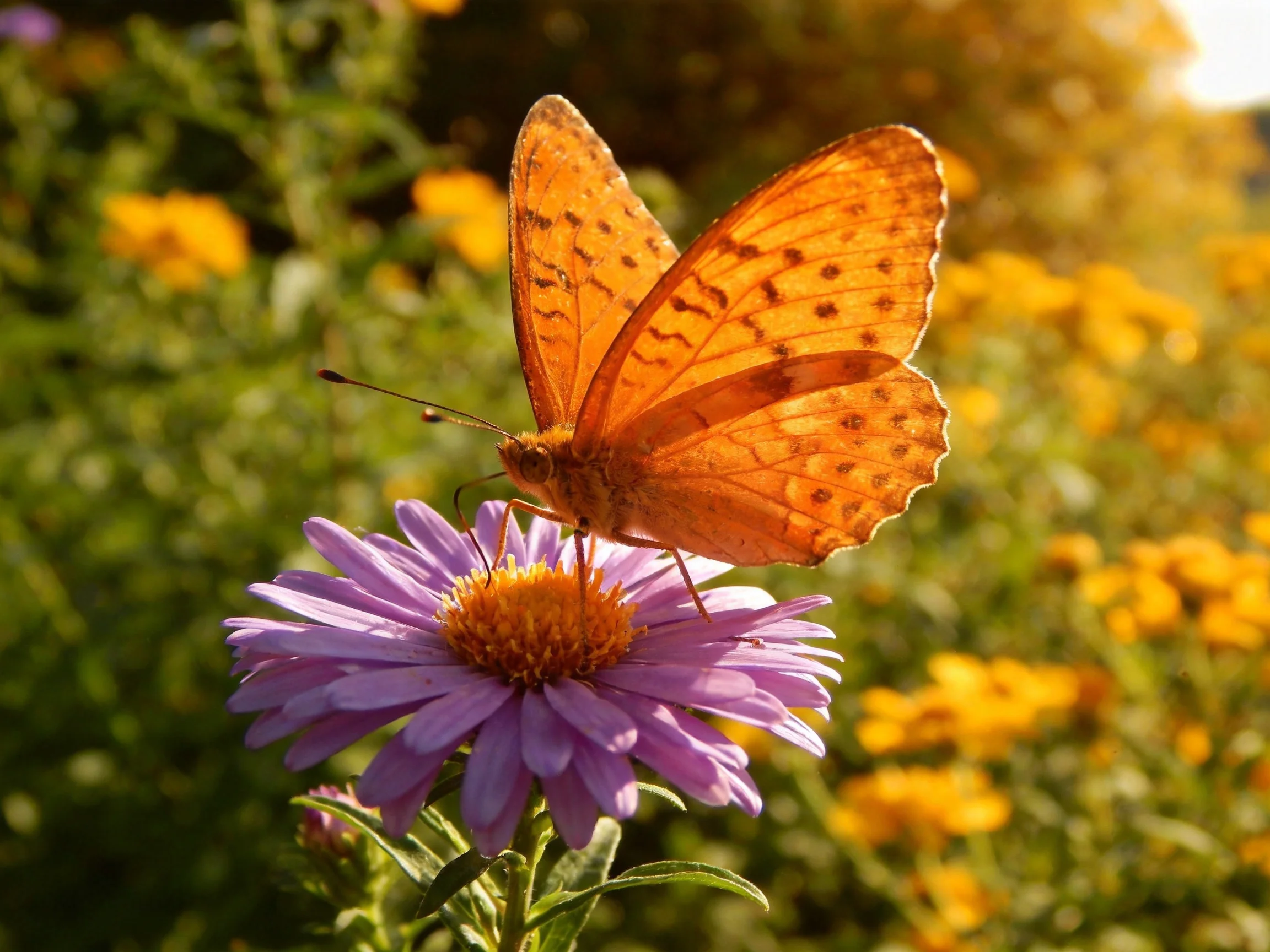 An orange butterfly perches on a vibrant purple aster blossom