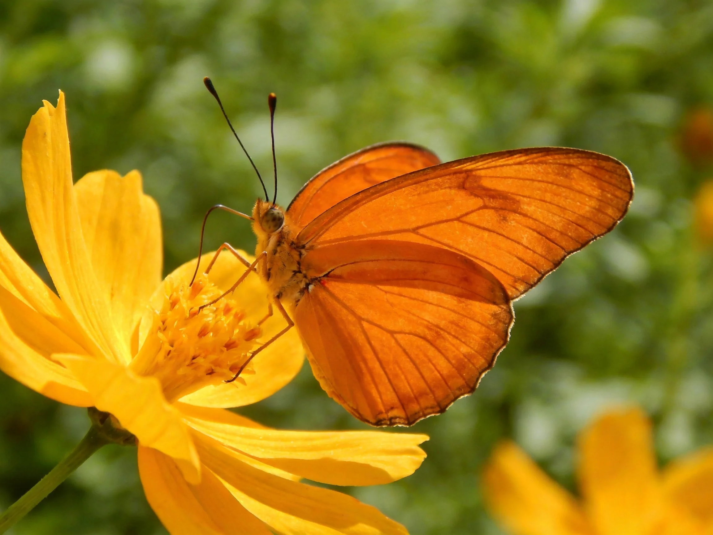 An orange butterfly rests on a large yellow flower amidst greenery