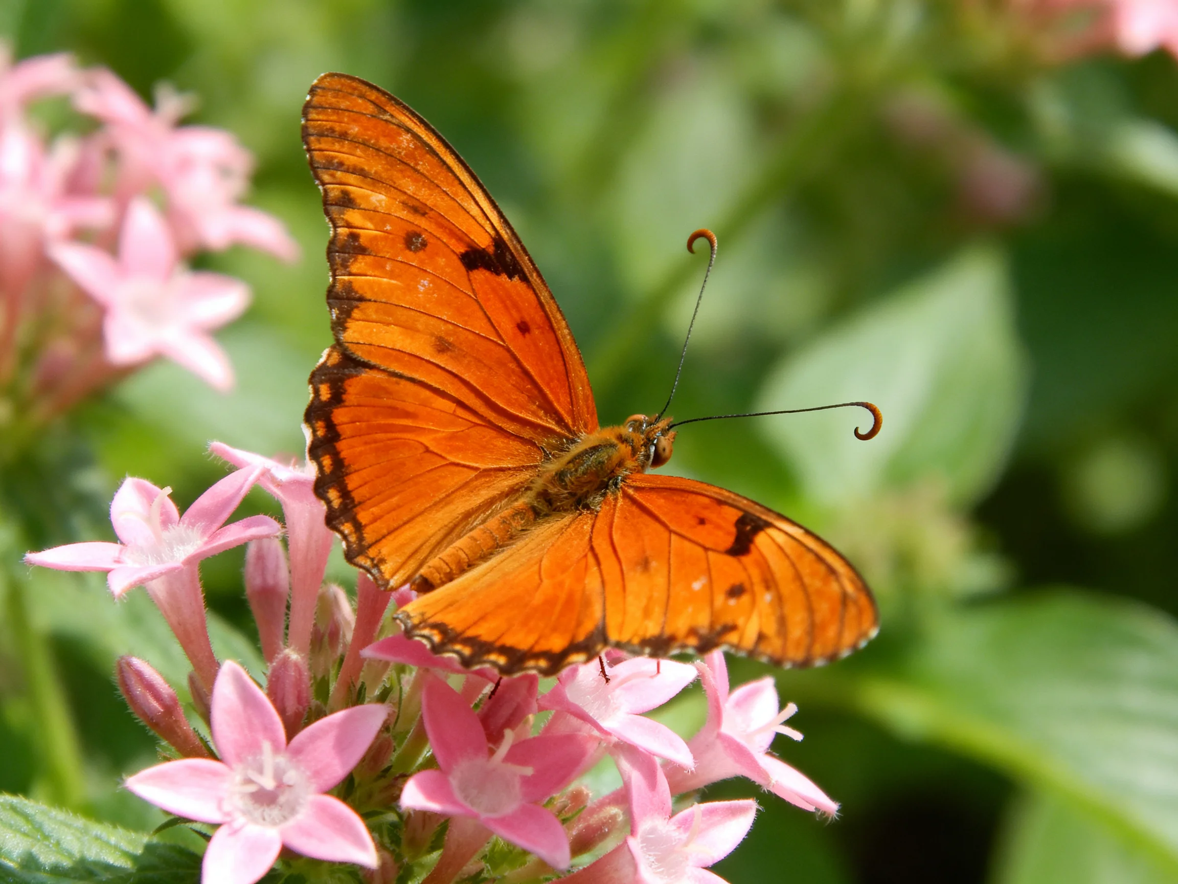 An orange butterfly rests on vibrant pink flowers amid green foliage