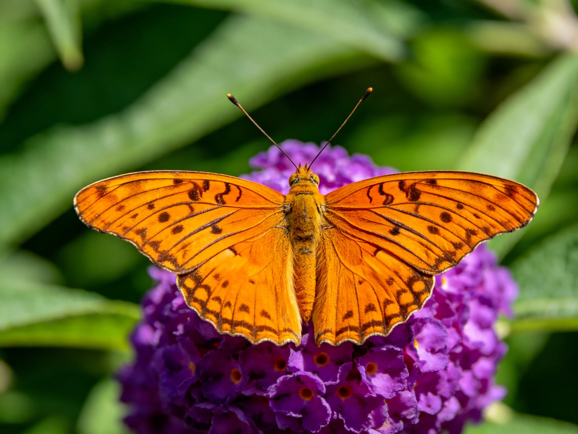 An orange butterfly rests on vibrant purple blooms amid lush green foliage
