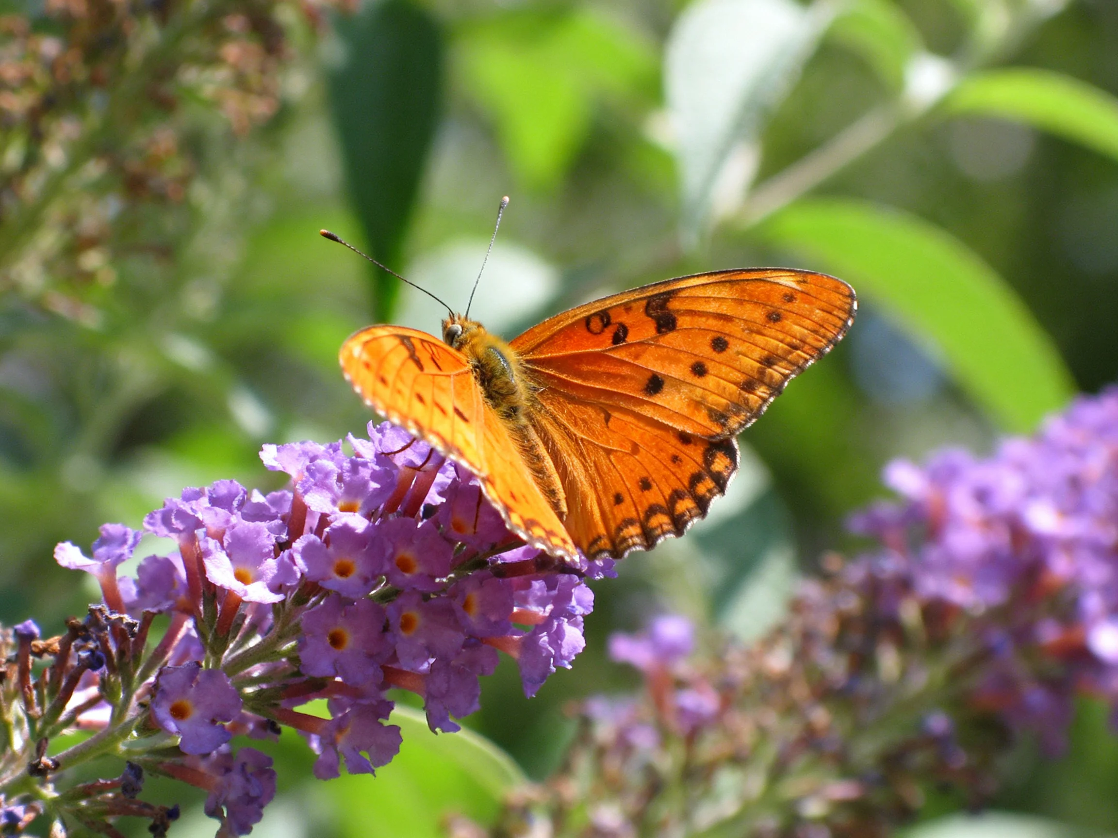 An orange butterfly rests on vibrant purple flowers amidst lush green foliage