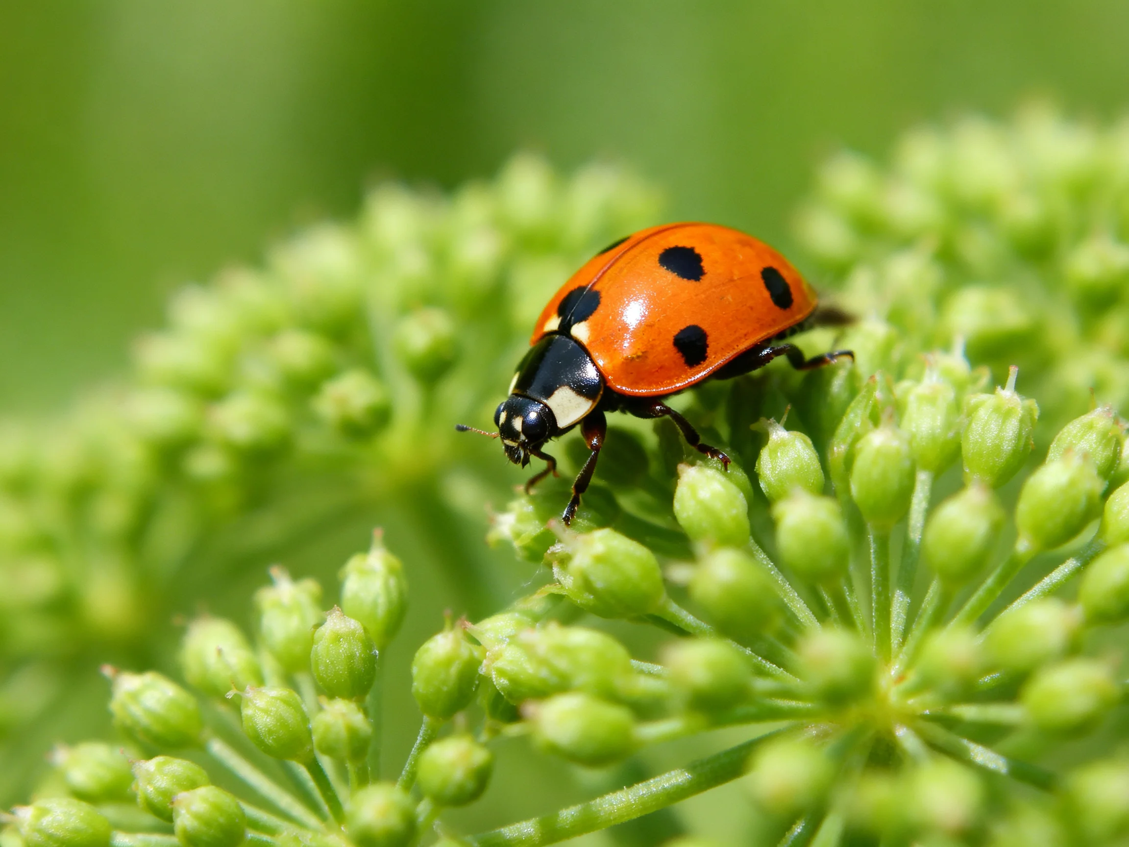 An orange ladybug with black spots rests on green flower buds
