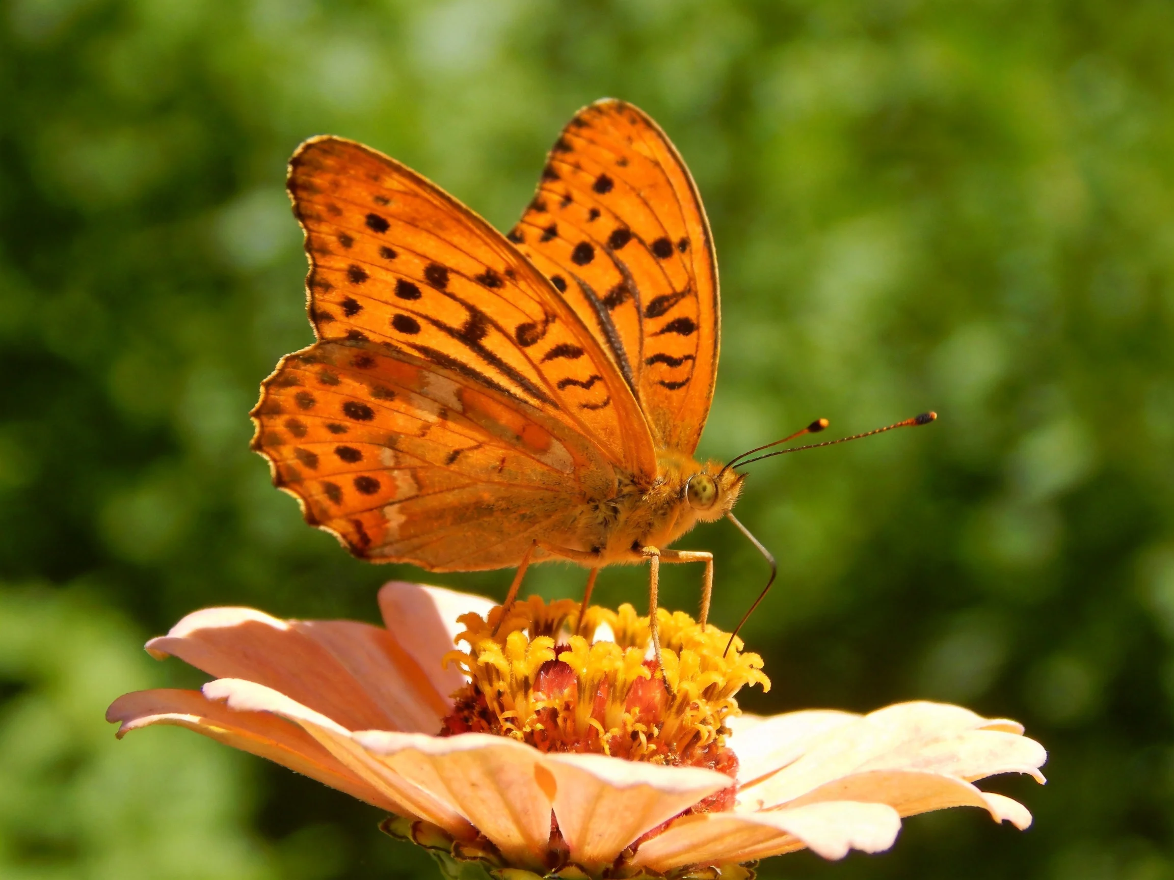 An orange-spotted butterfly perches on a pink flower