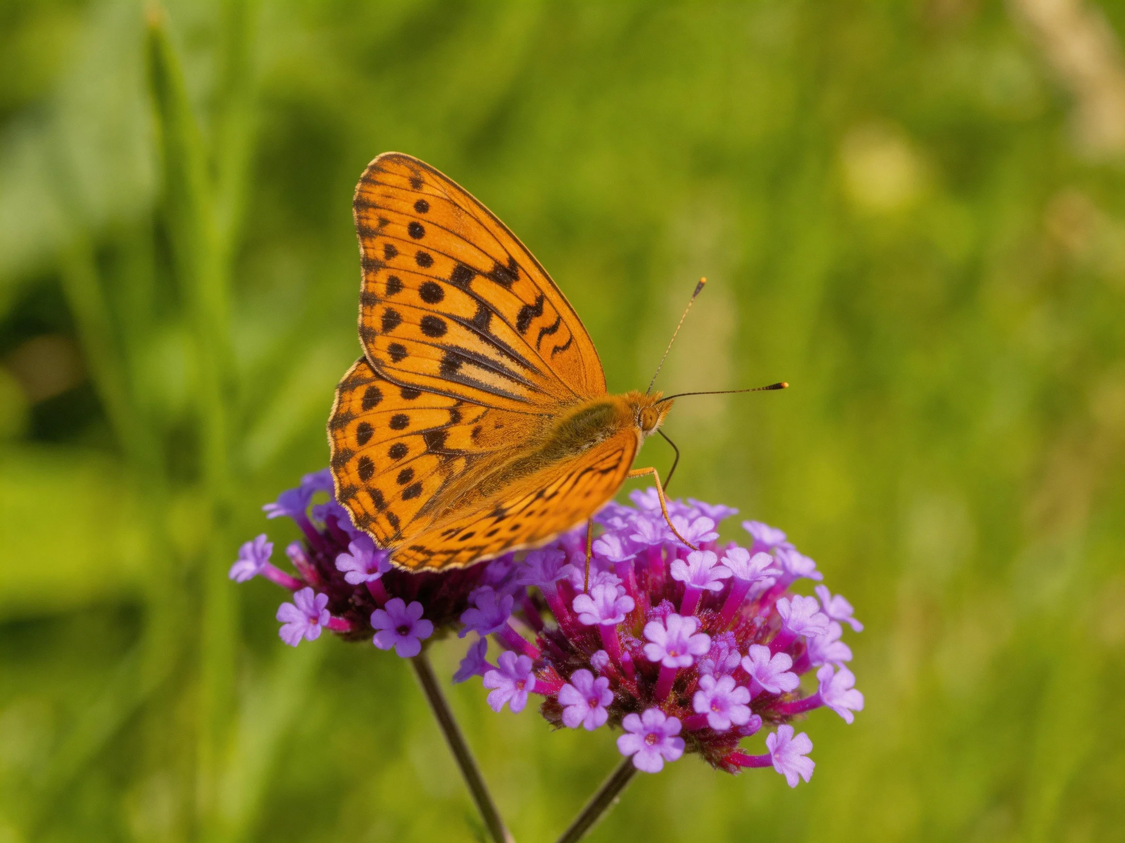 An orange-spotted butterfly perches on vibrant purple flowers amidst lush greenery