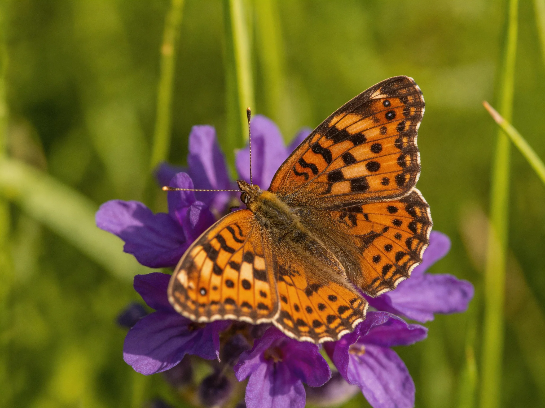 An orange-spotted butterfly rests on vibrant purple blooms