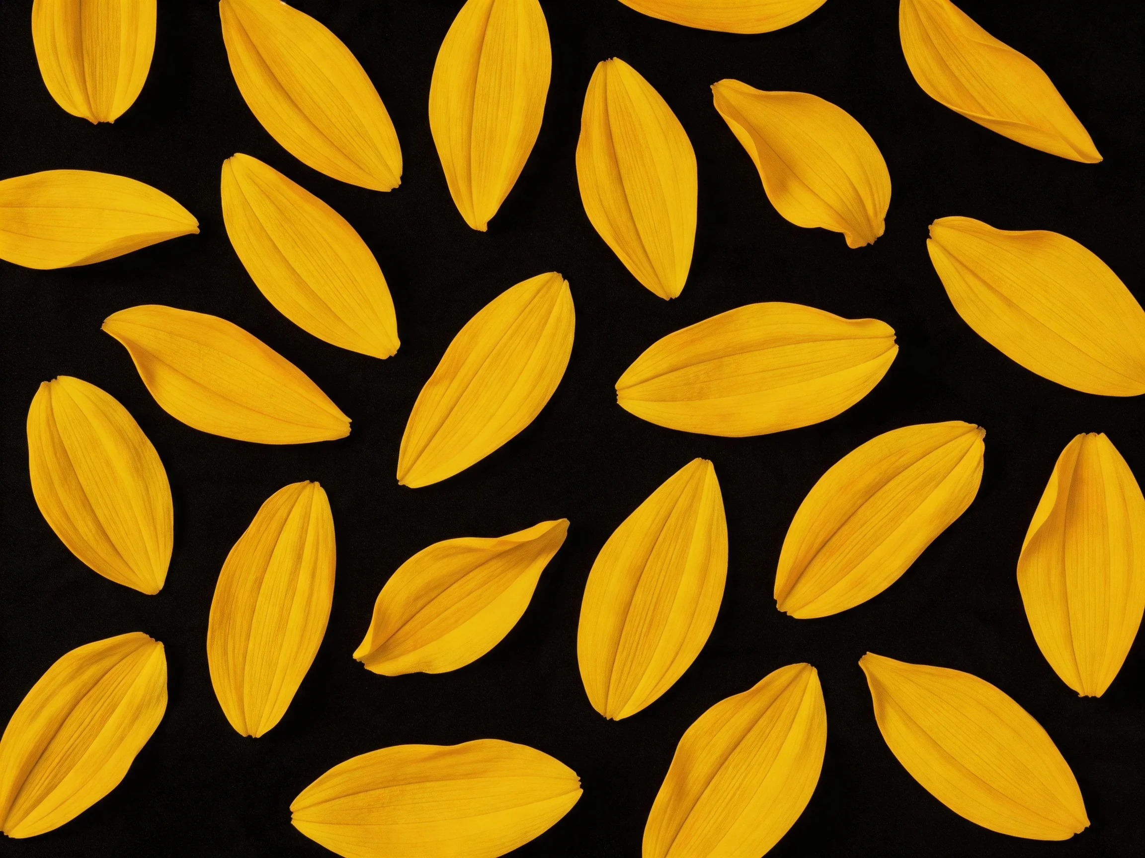 Approximately thirty bright yellow petal fragments arranged on a solid black surface