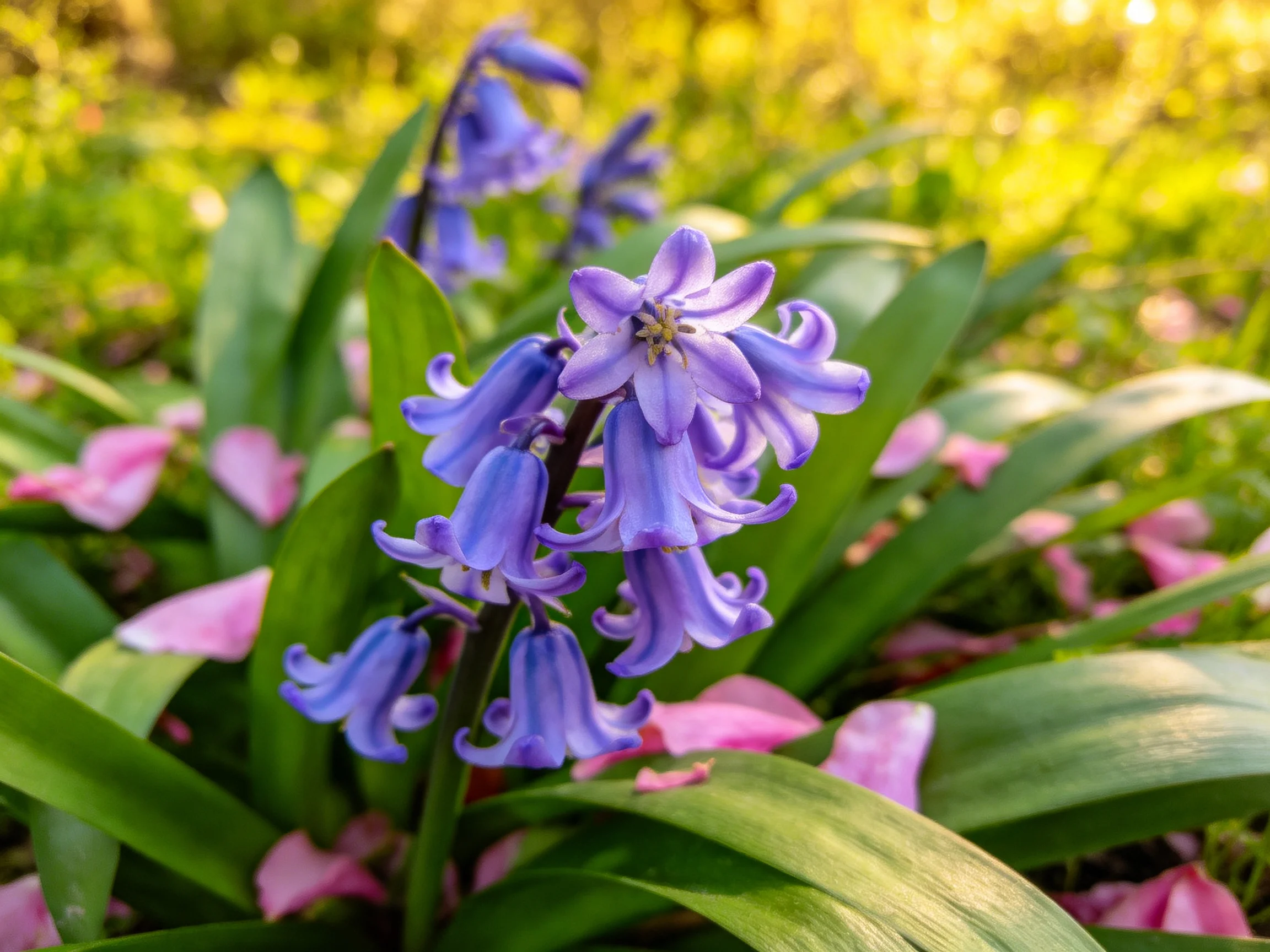 Bell - shaped purple - blue flowers among green leaves and pink petals