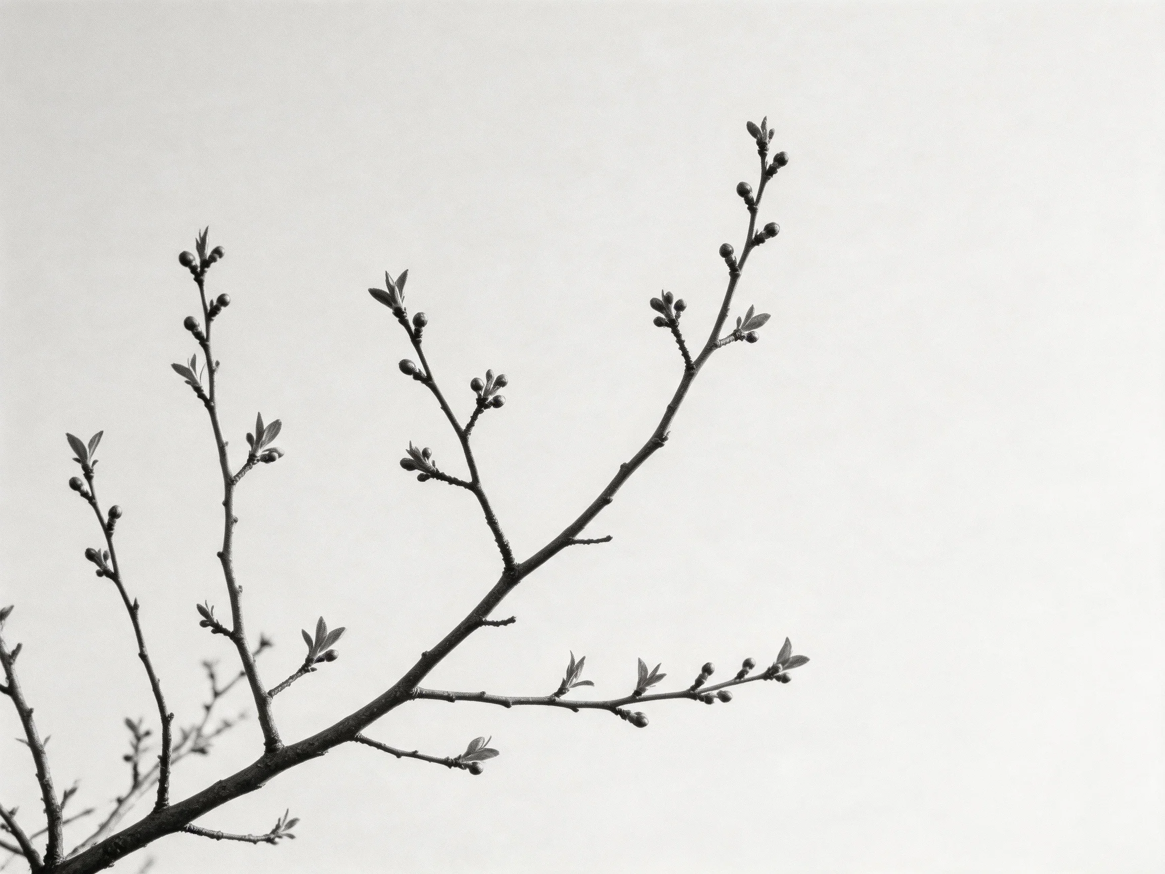 Black and White Tree Branches with Bud Clusters and Sparse Foliage