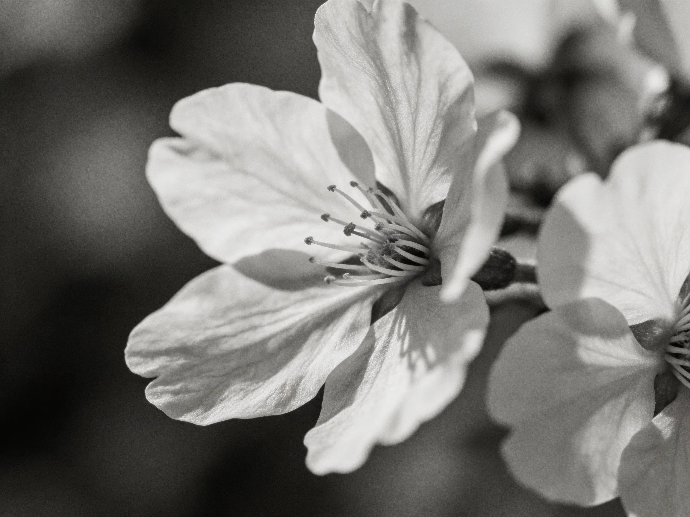 Black and white close - up of blooming cherry blossom flowers