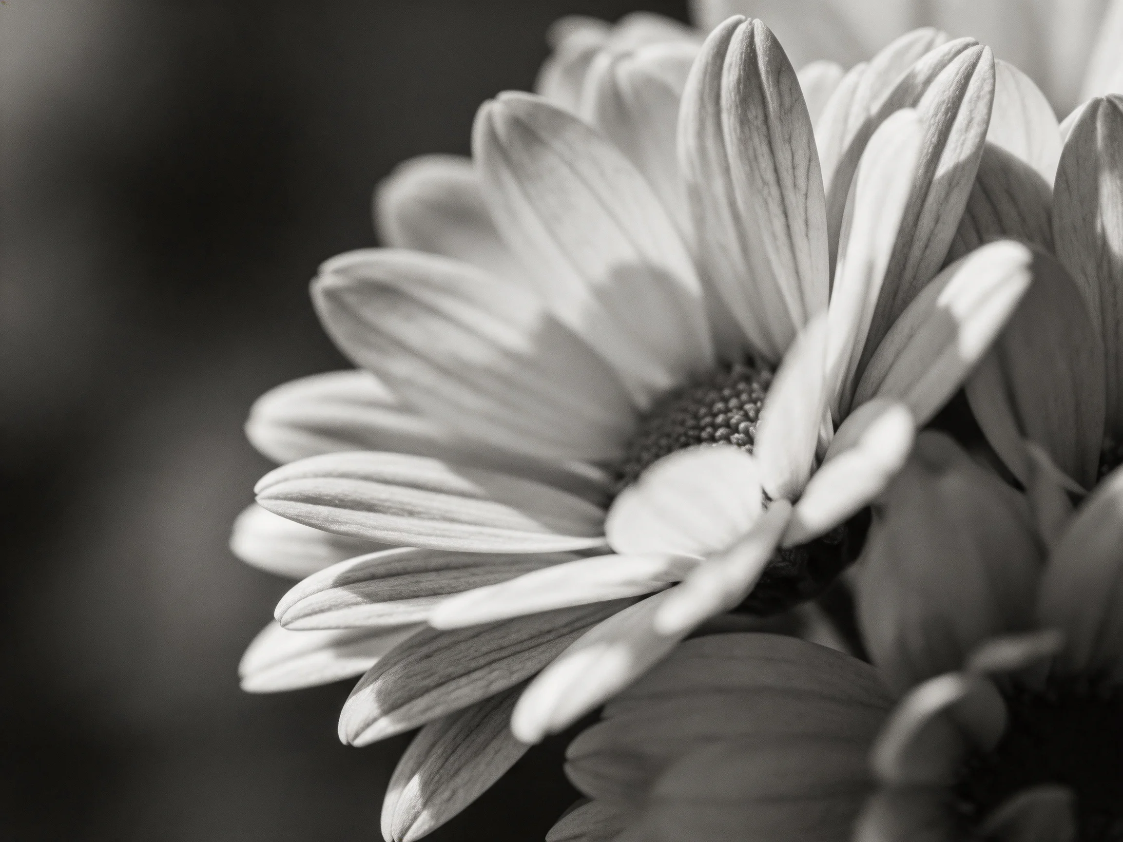Black and white close-up of layered daisy flower petals