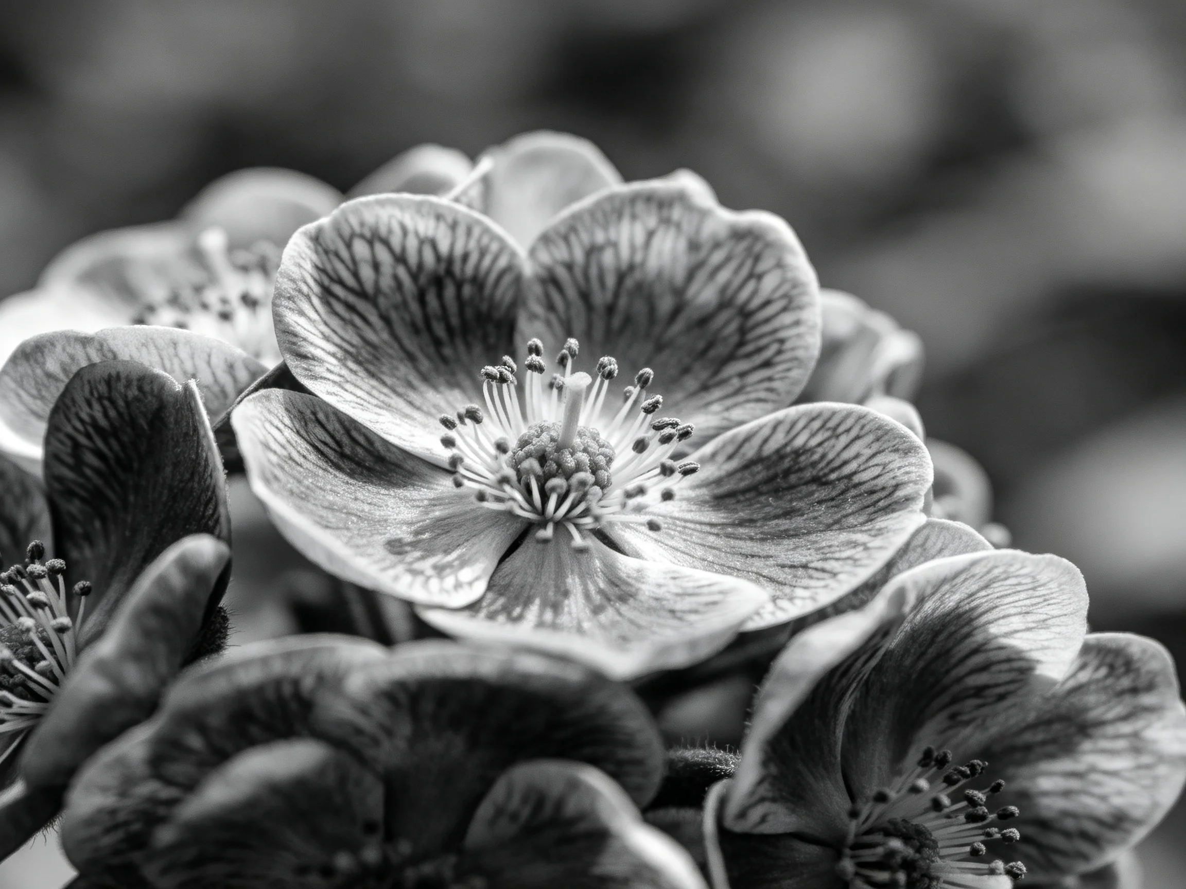 Black-and-white macro of intricate flower petals