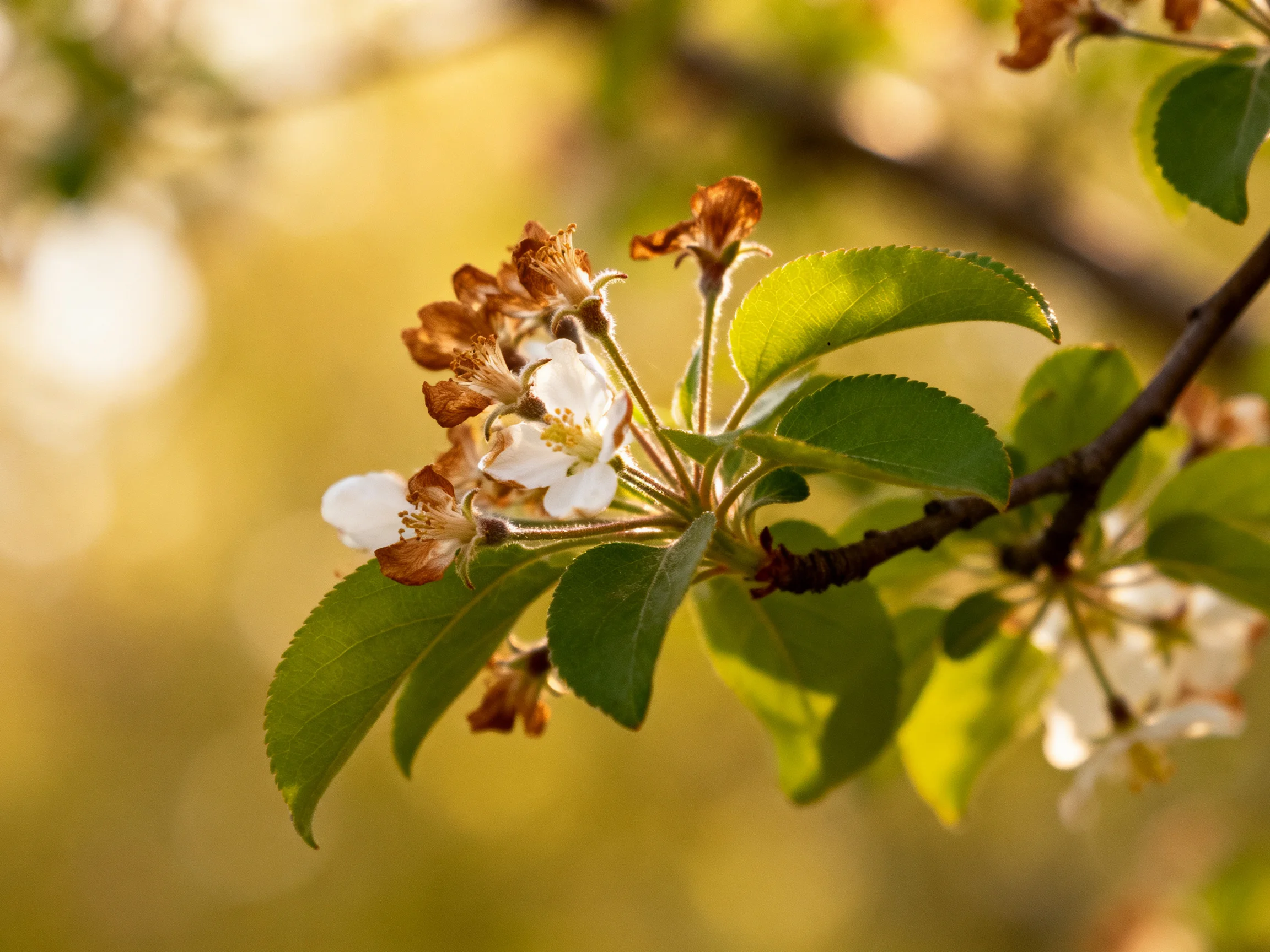 Blooming branch with white and brown flowers, vibrant green leaves