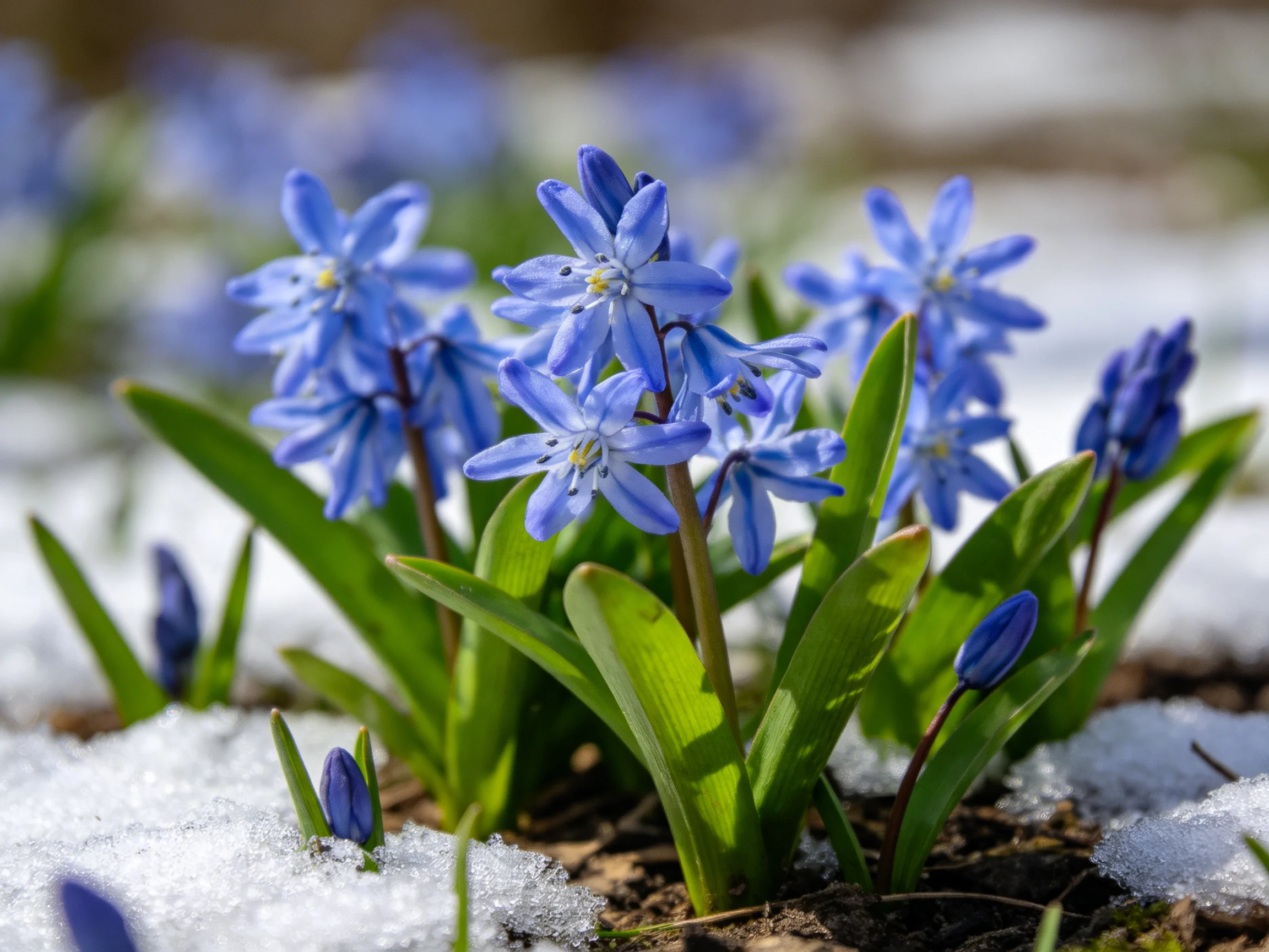 Blue Spring Flowers Blooming Through Melting Snow with Green Foliage