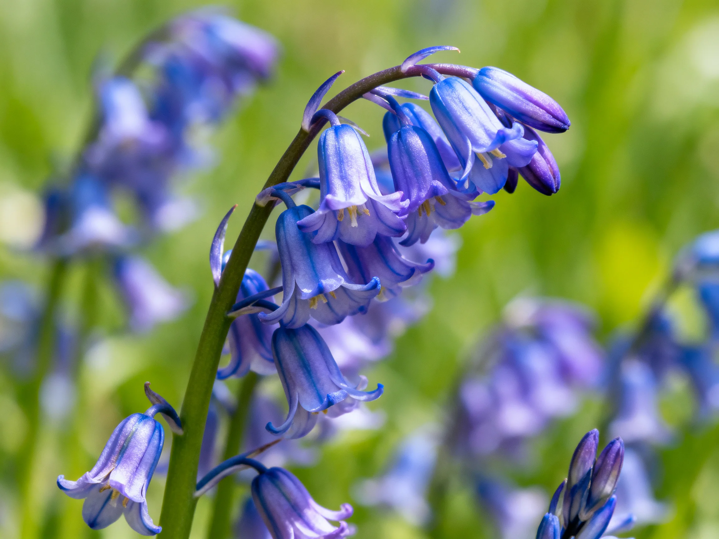 Blue-purple bellflowers thrive in a sunlit green landscape