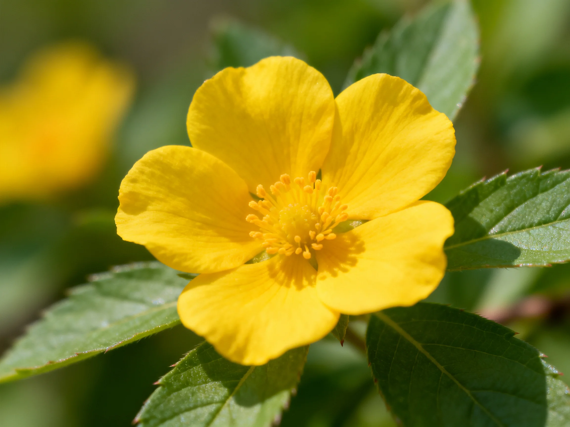 Bright Yellow Five-Petaled Flower with Green Foliage