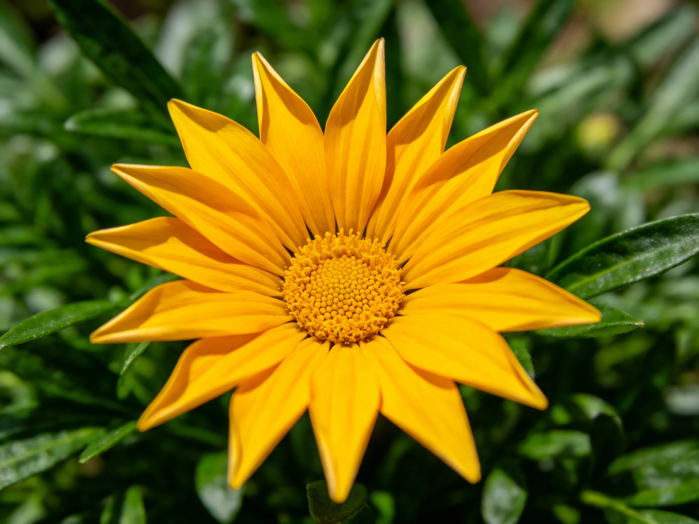 Bright Yellow Flower with Elongated Petals Amidst Lush Green Foliage