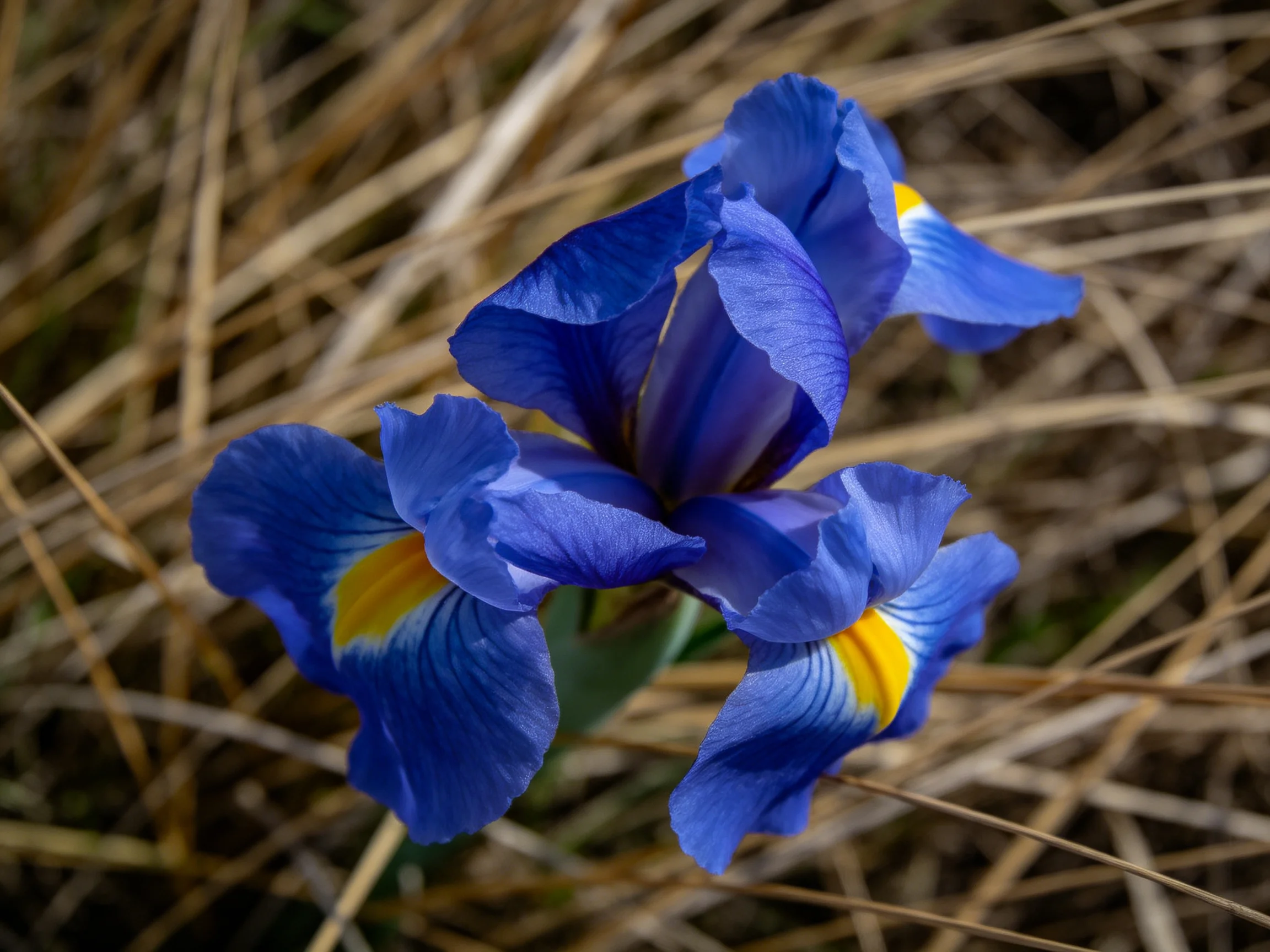 Bright blue iris flowers with yellow centers amidst dry brown grass