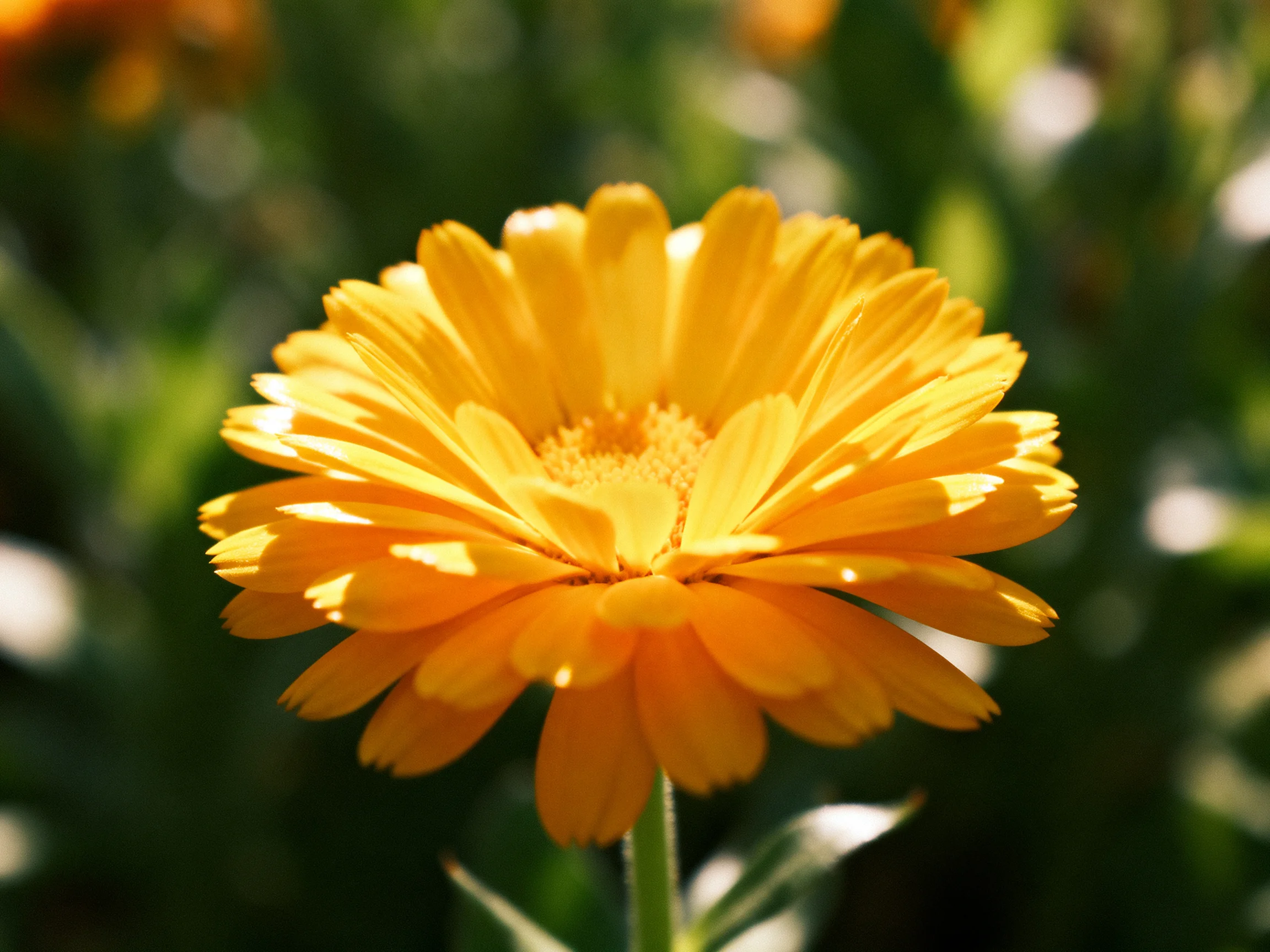 Bright golden-orange marigold flower with layered petals