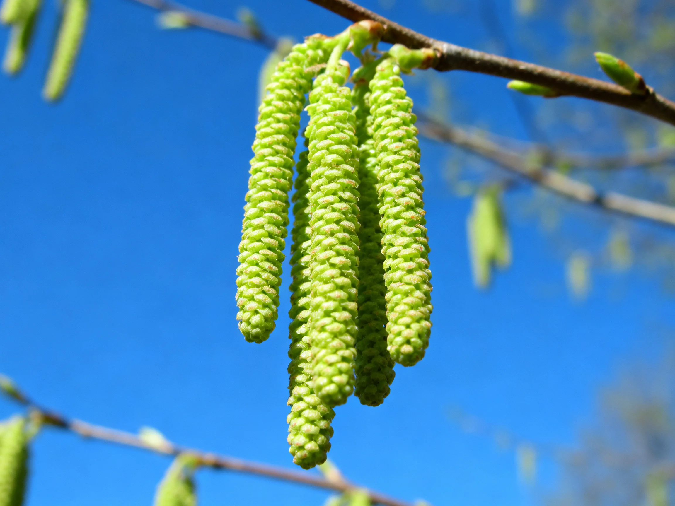 Bright green catkins hang from a tree branch under clear blue sky
