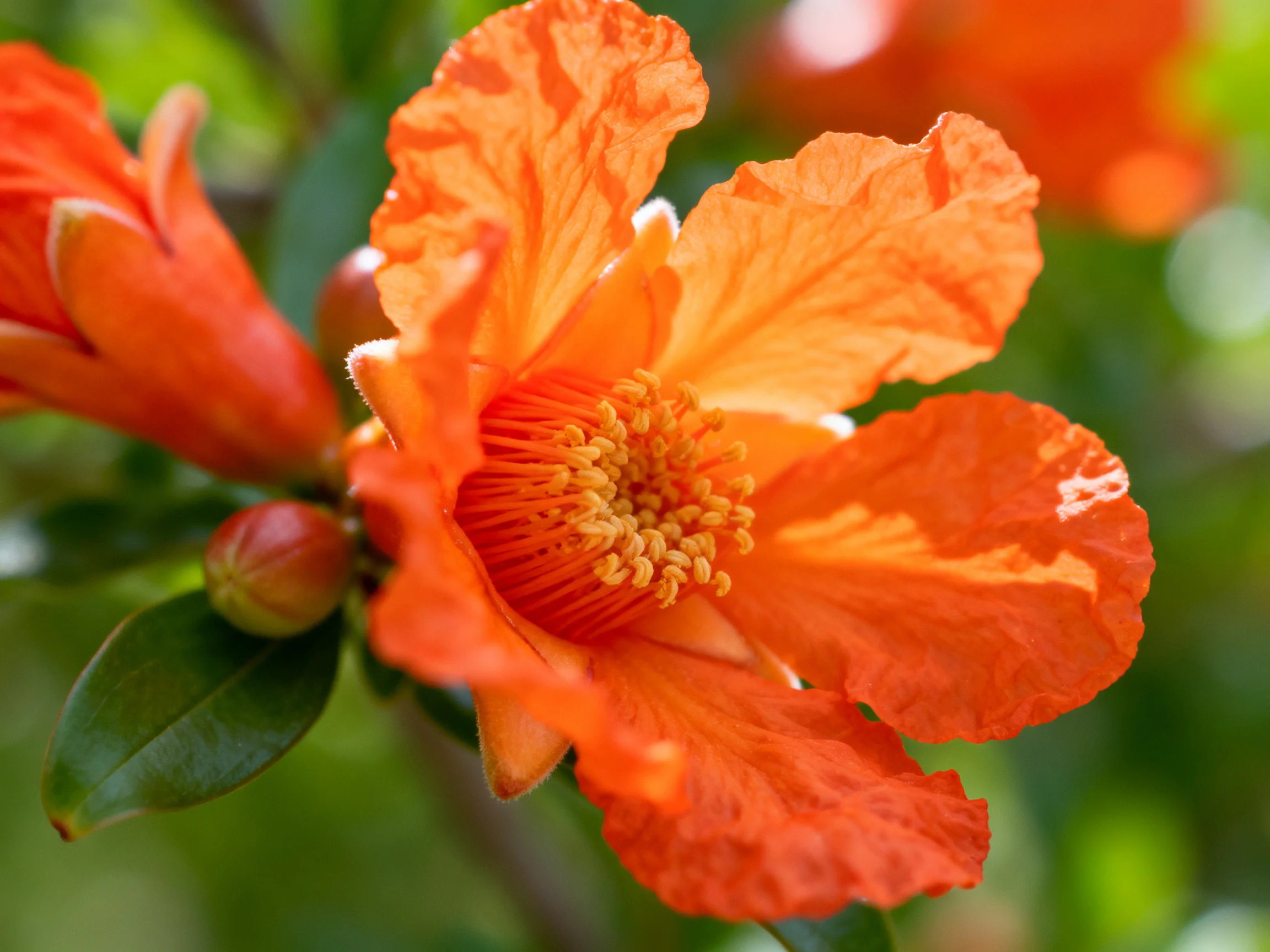 Bright orange flower blooms with green foliage and soft - focus background