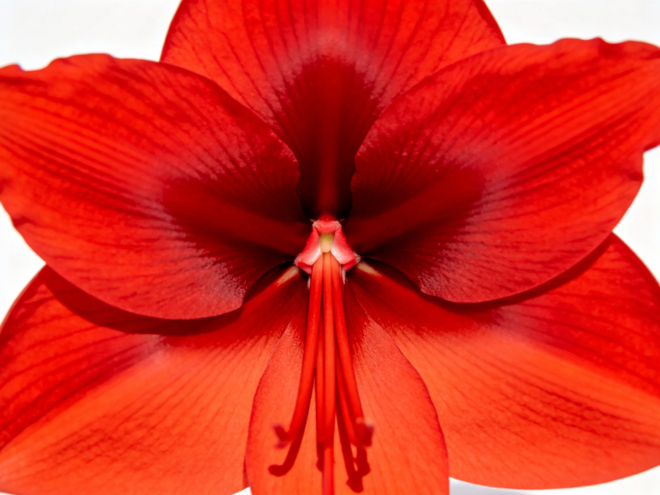 Bright red amaryllis flower with six large petals