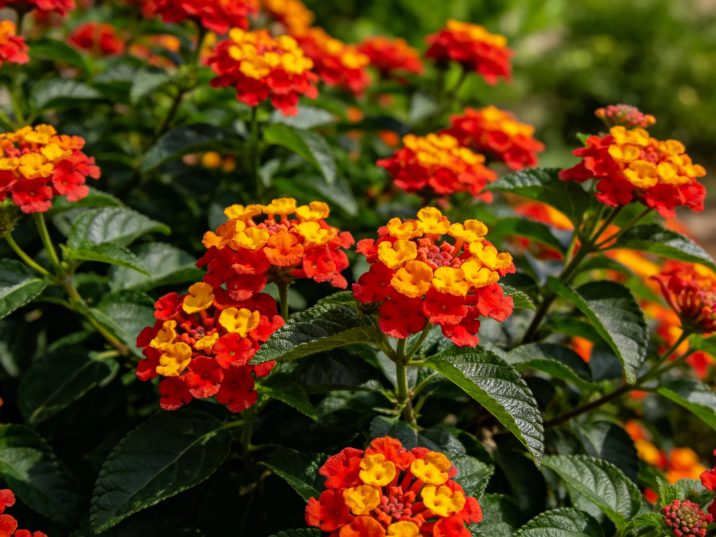 Bright red and yellow lantana blooms cluster amid glossy green foliage