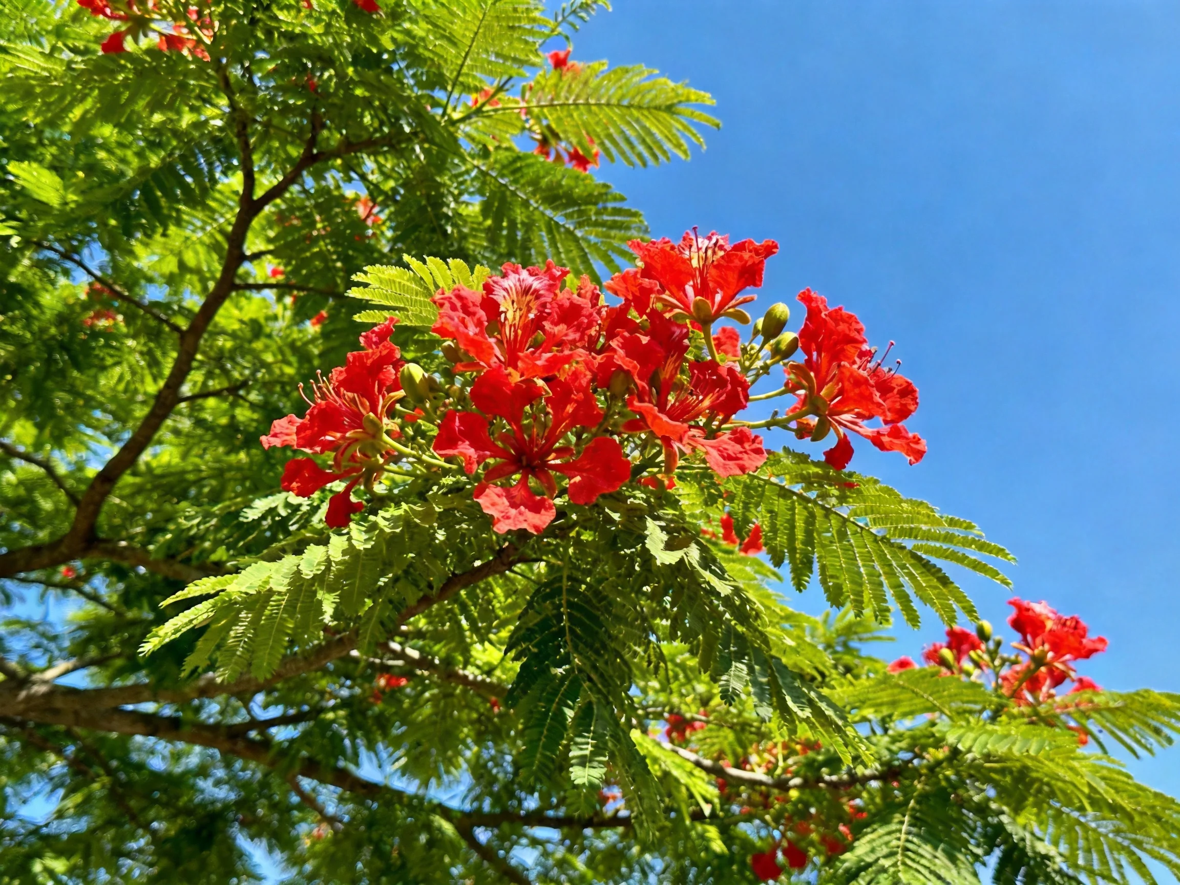 Bright red flowers bloom amid lush green foliage under clear blue sky