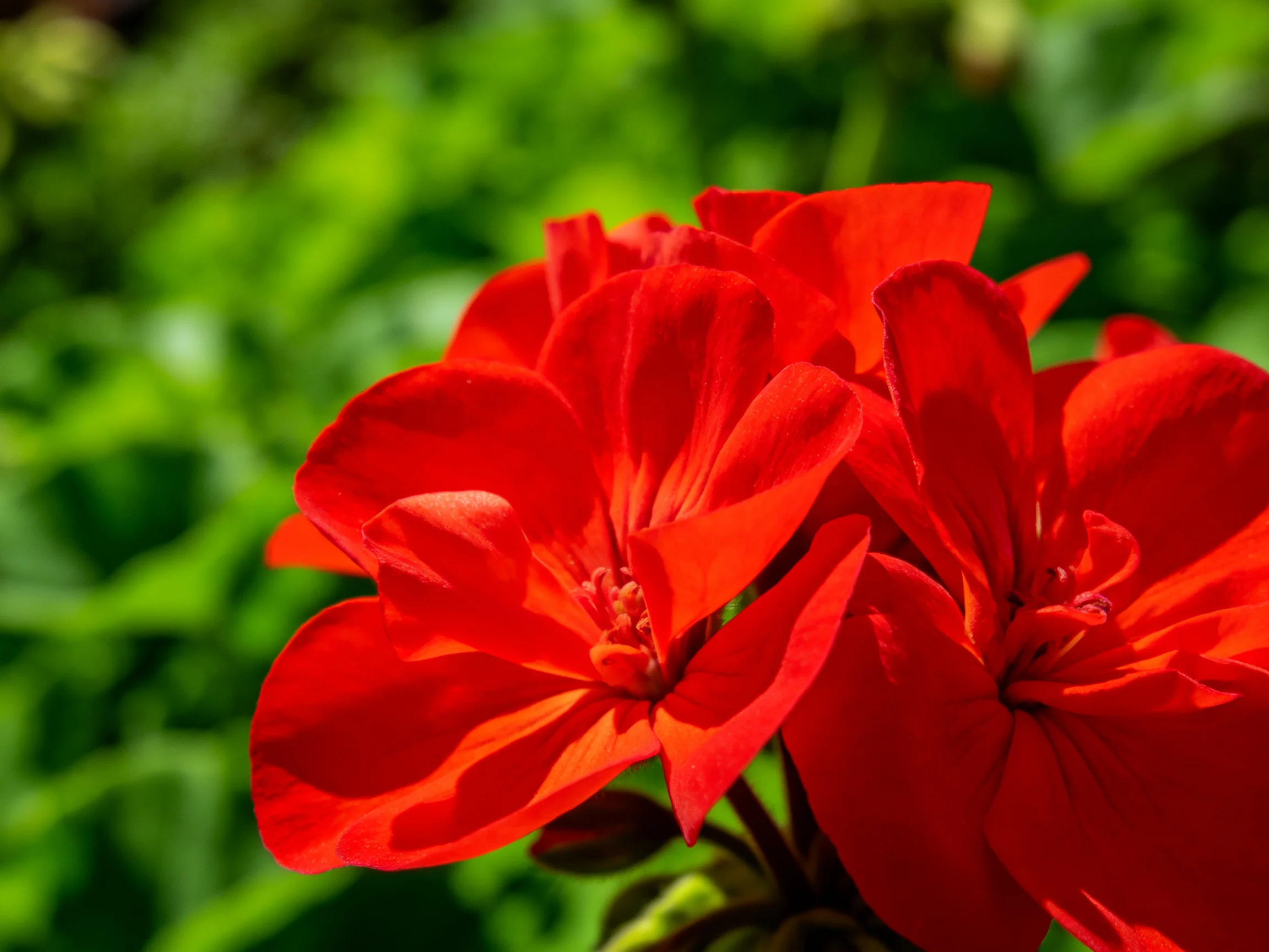 Bright red flowers with layered petals against green foliage