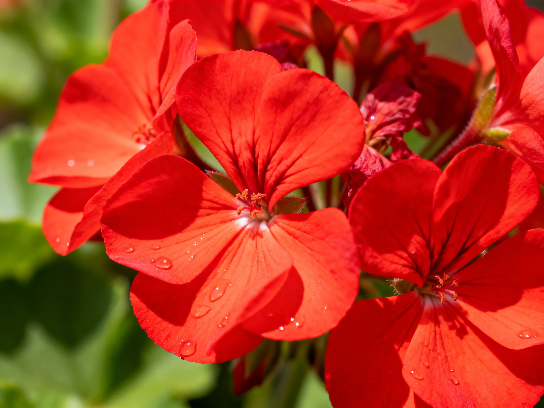 Bright red geranium flowers with water droplets