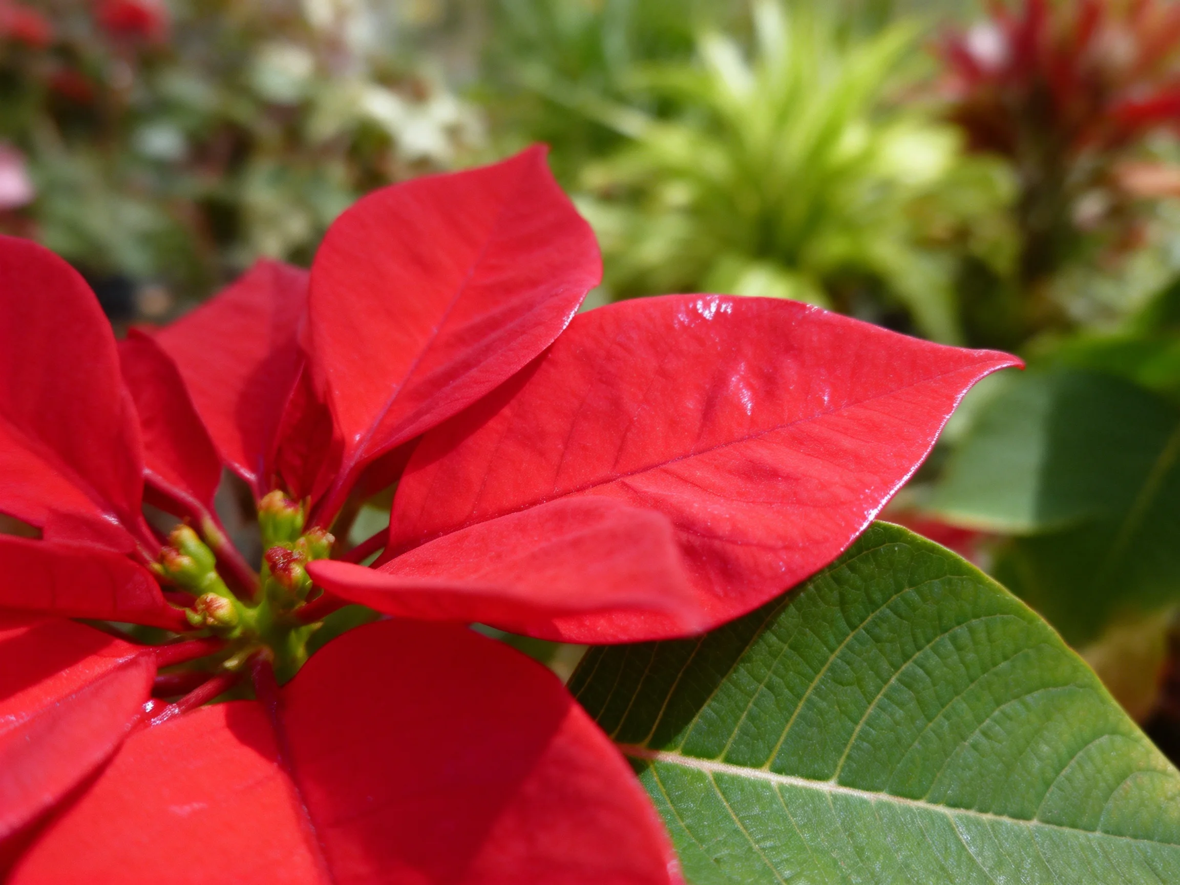 Bright red poinsettia bracts with glossy green leaf
