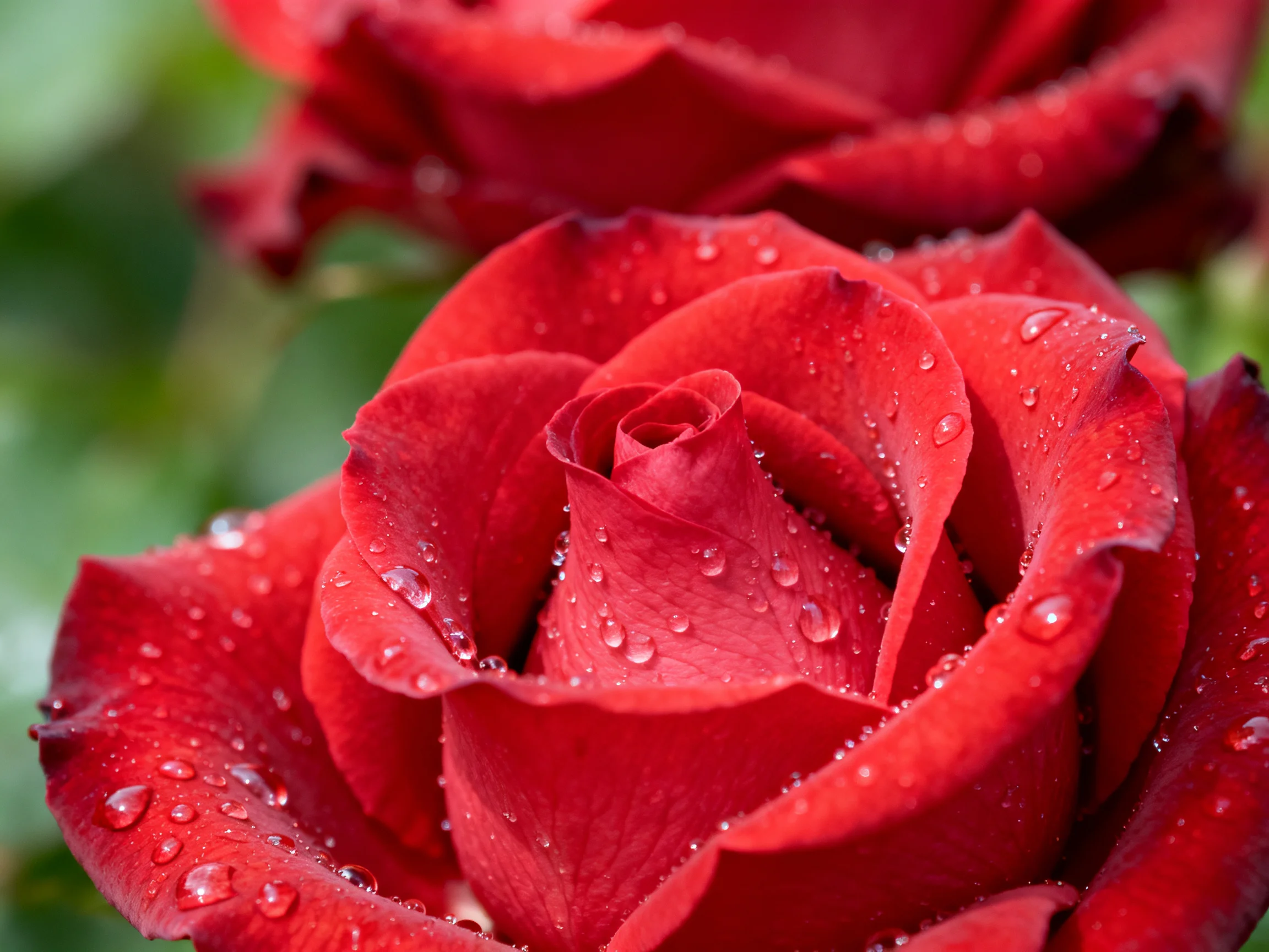 Bright red roses adorned with glistening water droplets