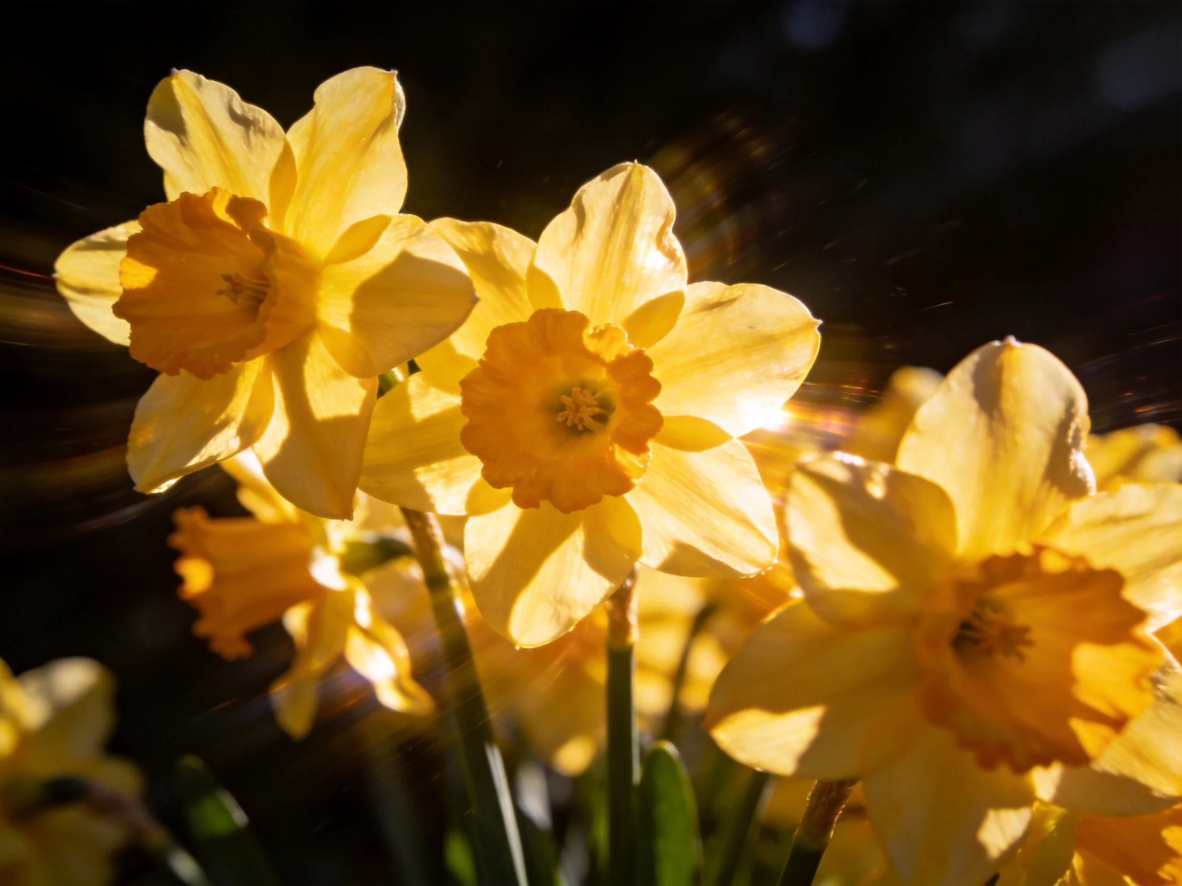 Bright sunlight illuminates vibrant yellow daffodil blooms