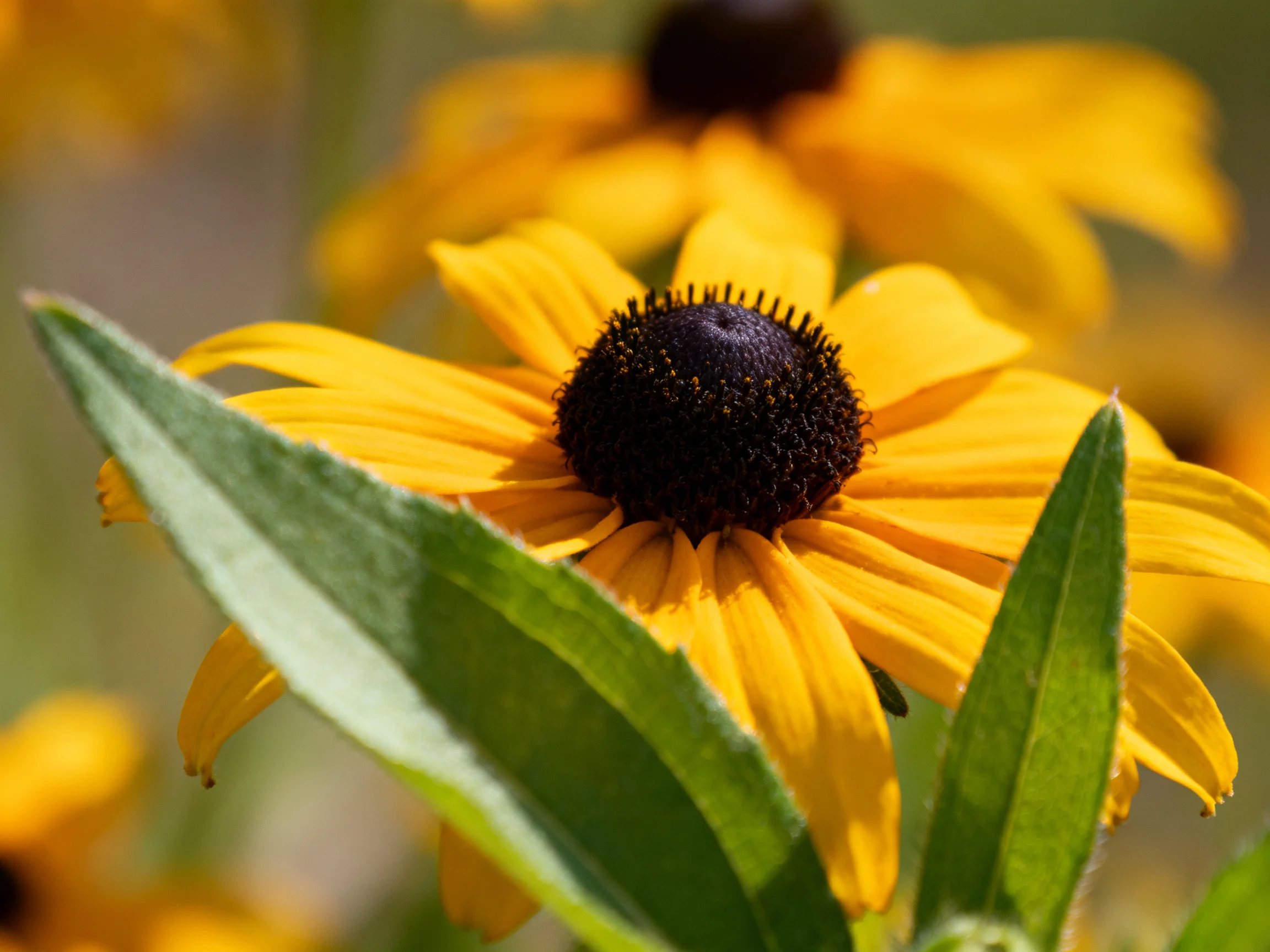 Bright yellow black-eyed susan blooms with dark centers and green foliage