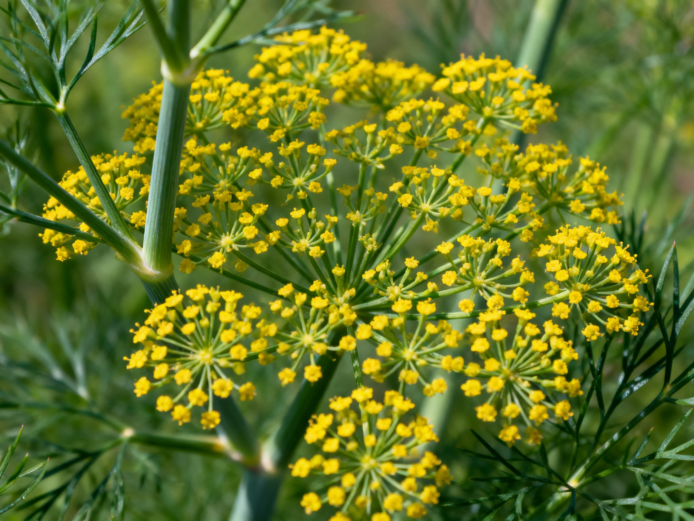 Bright yellow clustered flowers with slender green stems and fern-like foliage
