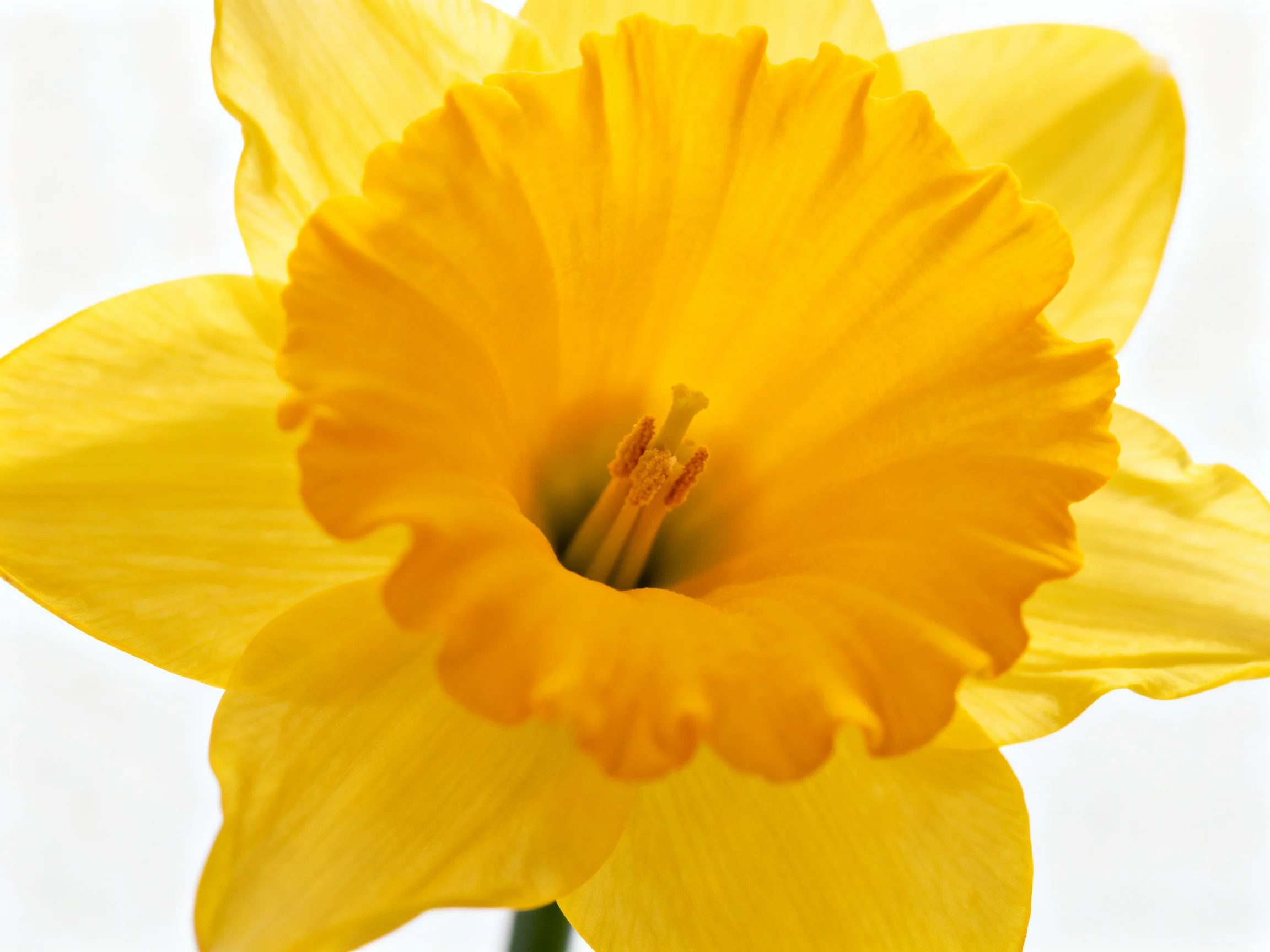 Bright yellow daffodil with ruffled central corona