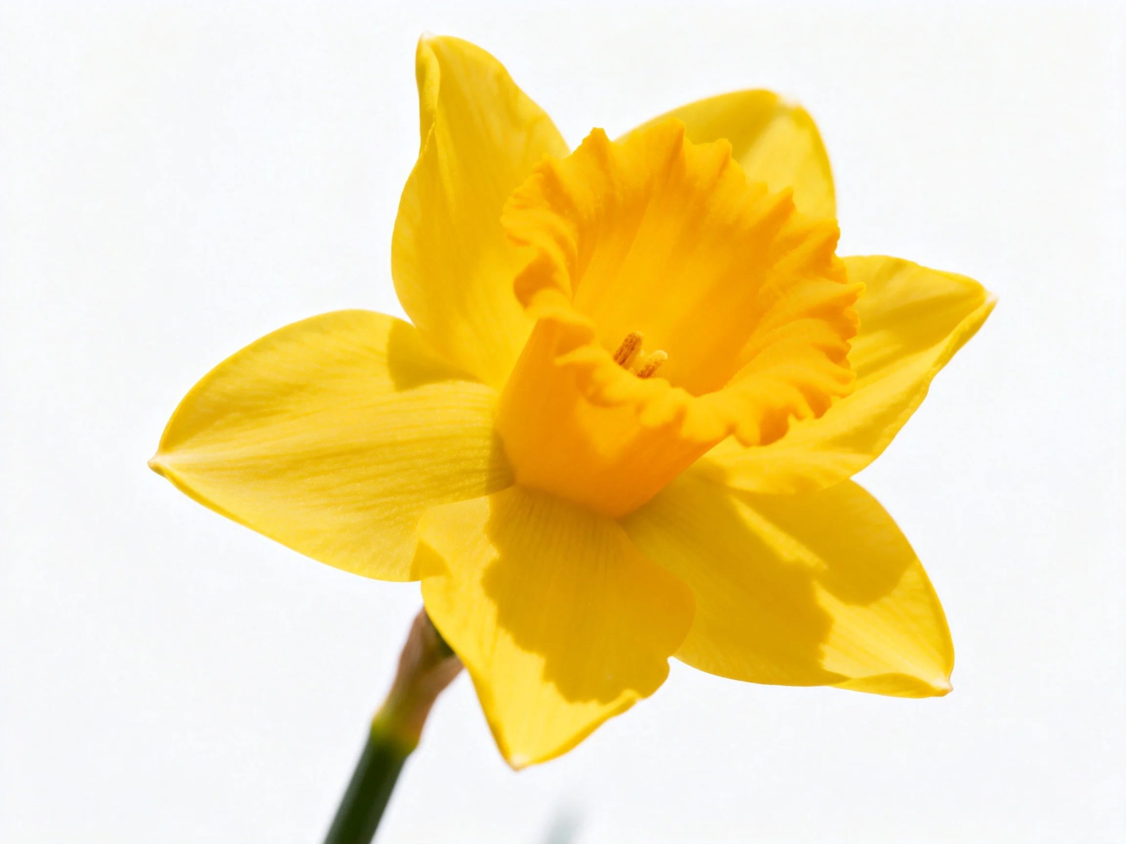 Bright yellow daffodil with ruffled central cup