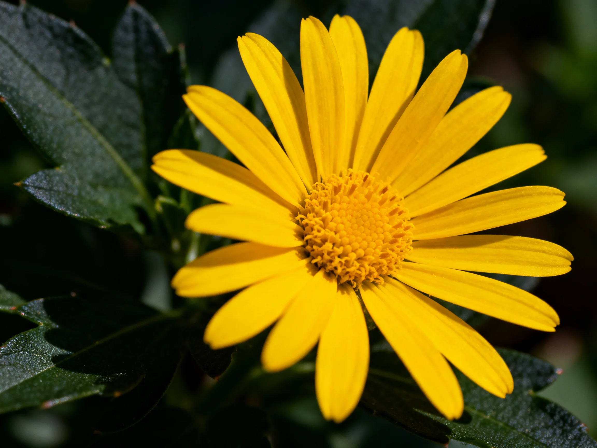 Bright yellow daisy with dark green foliage in natural light