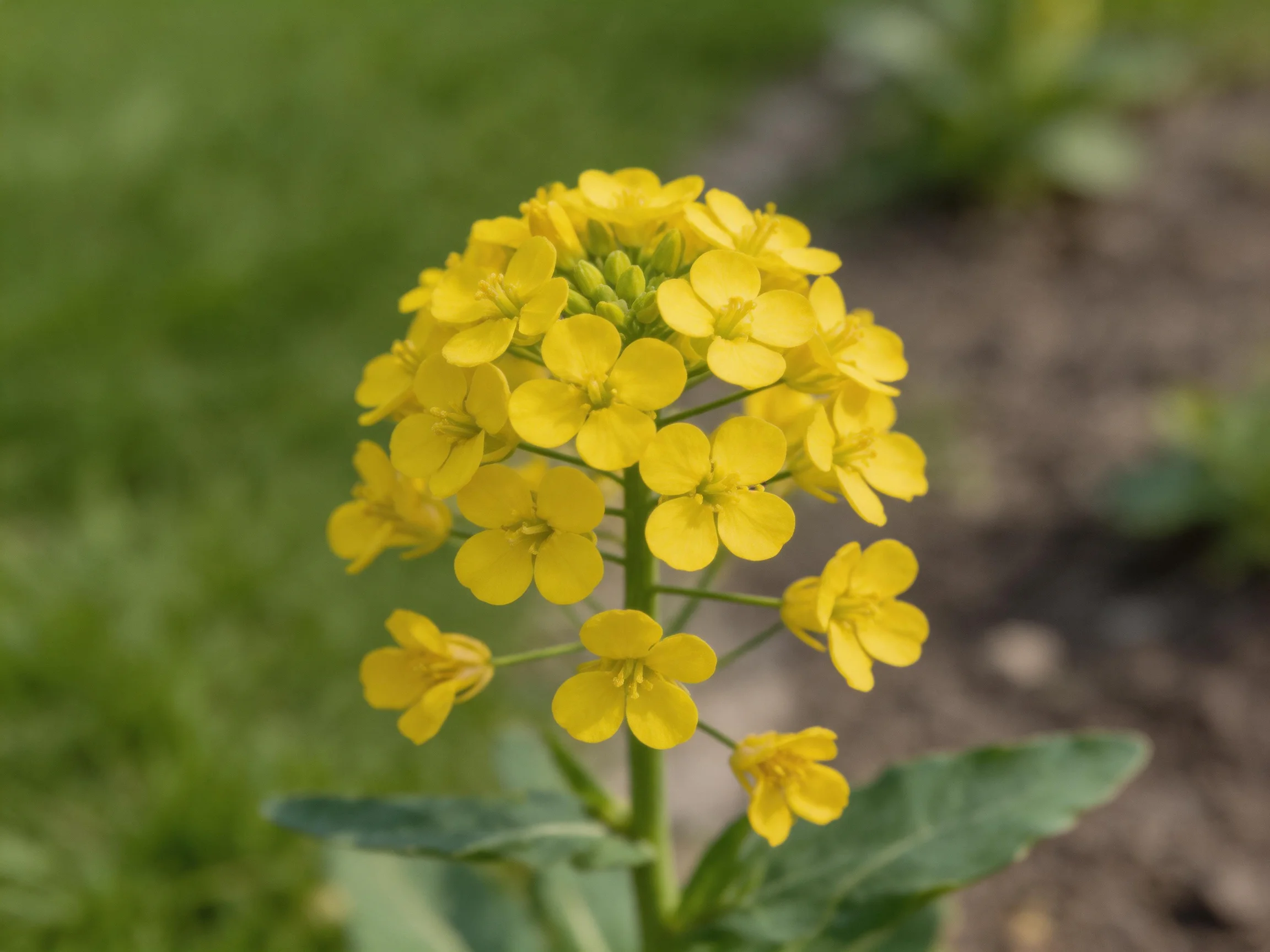 Bright yellow flower cluster with green leaves in soft focus