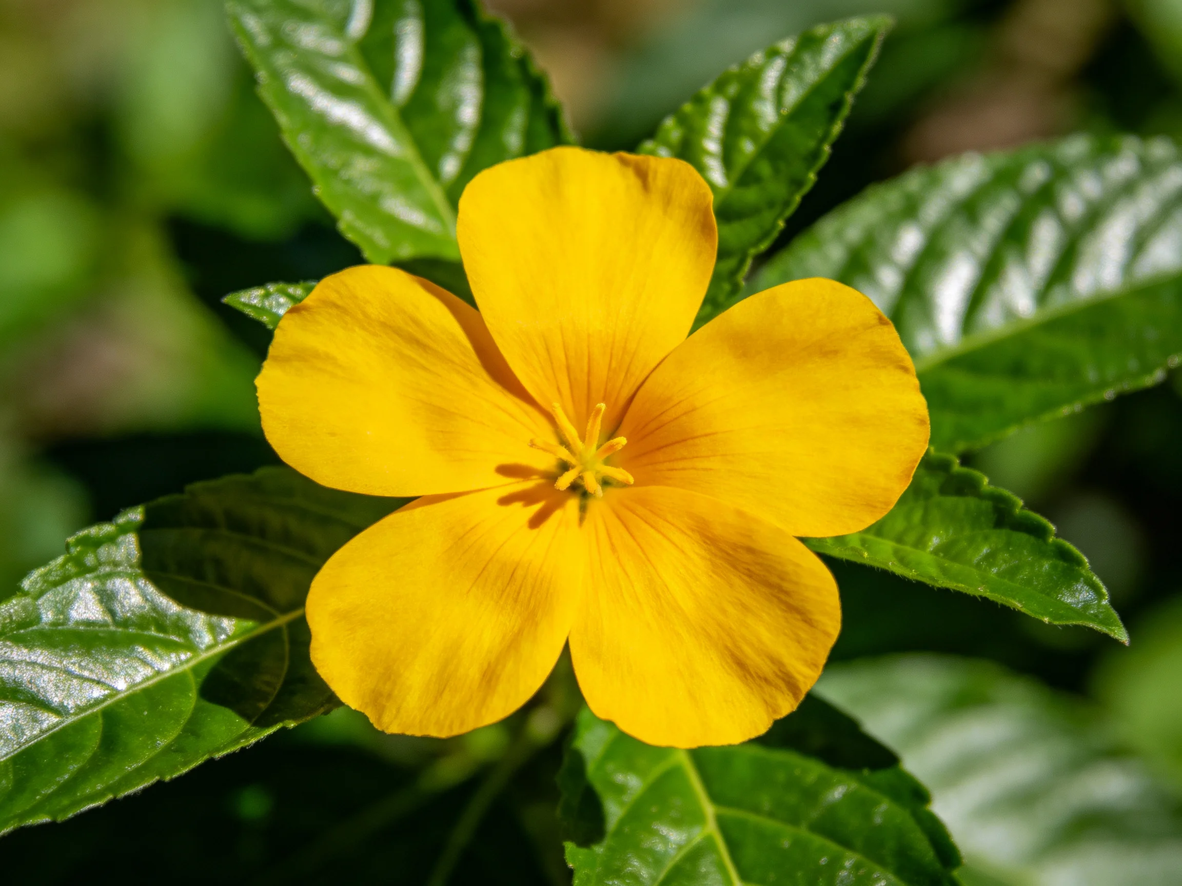 Bright yellow flower with five petals amidst glossy green leaves