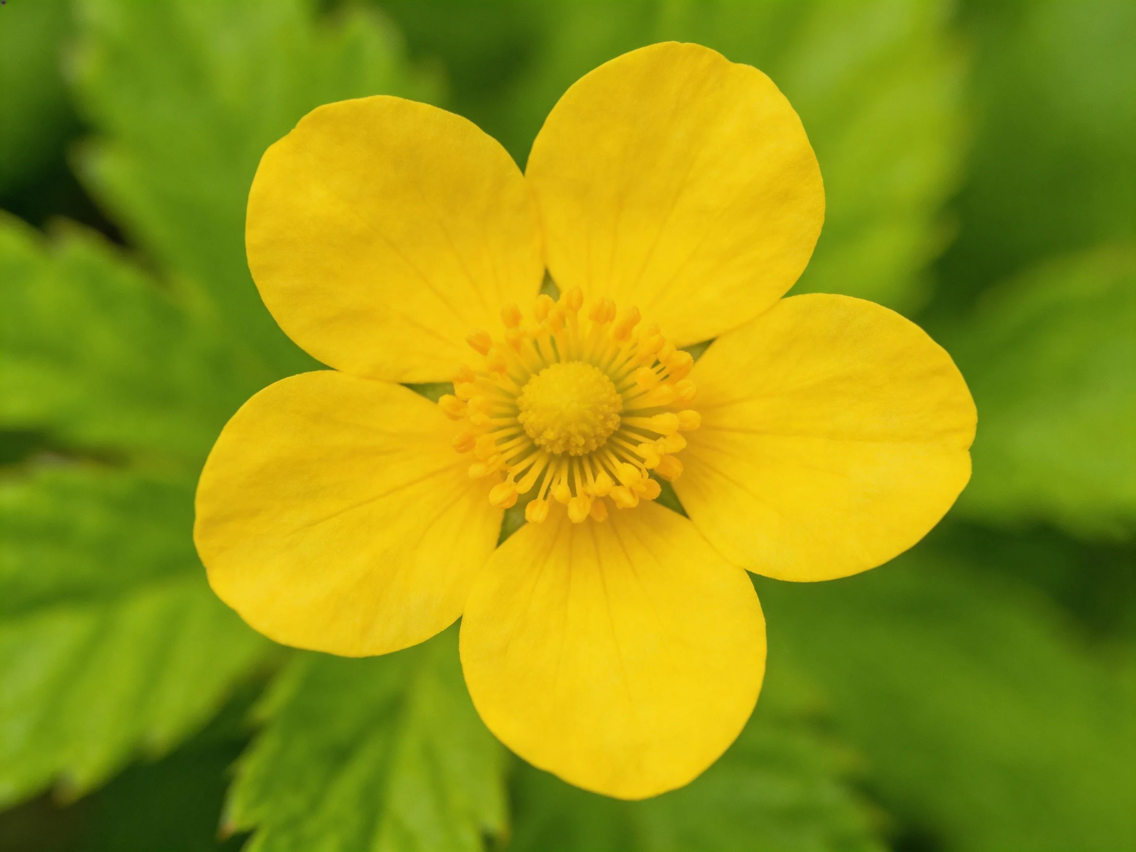 Bright yellow flower with five petals amidst lush green foliage